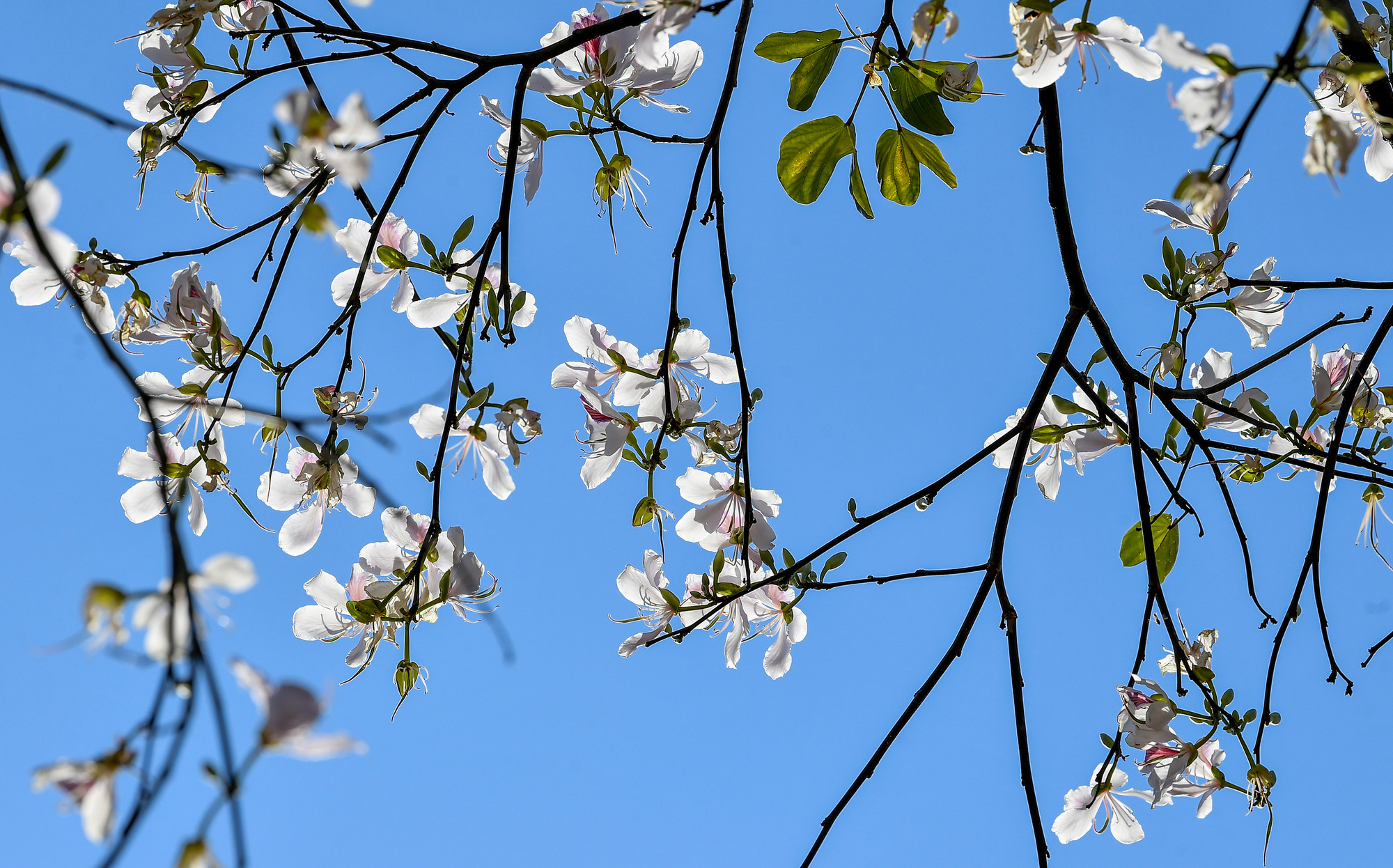 [Ảnh] Thiếu nữ Tây Bắc khoe sắc cùng hoa ban Điện Biên những ngày tháng 3 ảnh 3