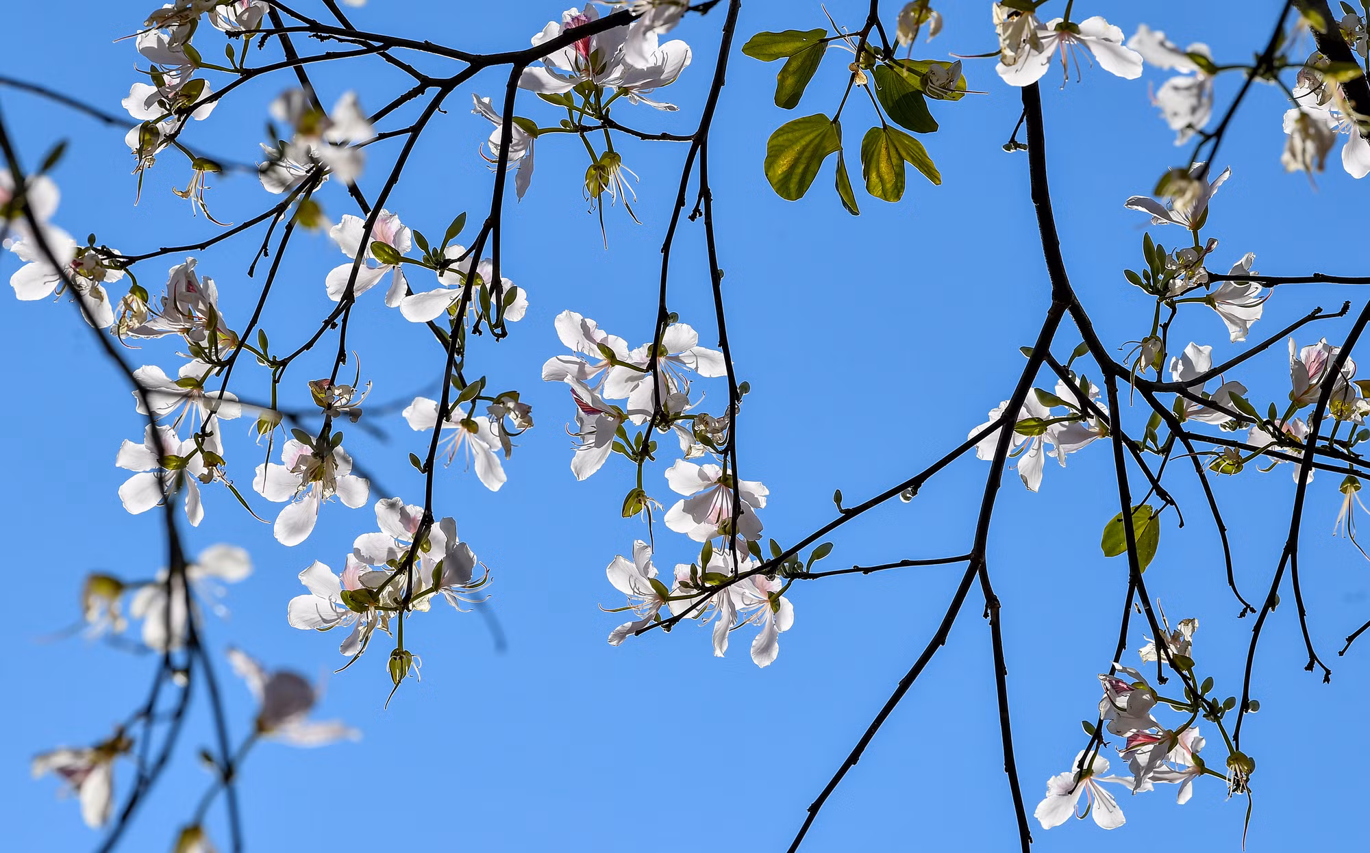 [Ảnh] Thiếu nữ Tây Bắc khoe sắc cùng hoa ban Điện Biên những ngày tháng 3 ảnh 3