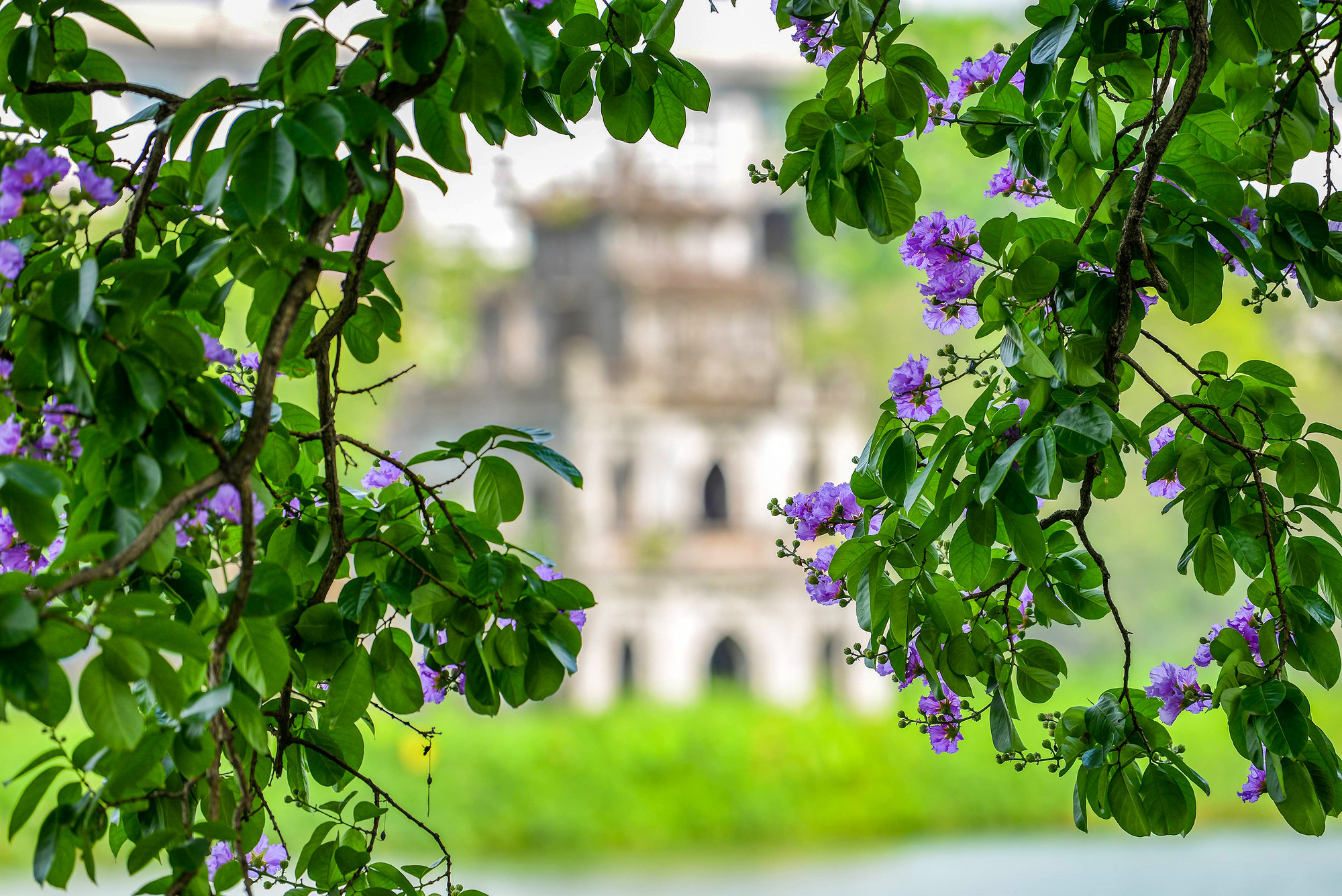 Cánh hoa mỏng, nhẹ như xác pháo, thường có màu tím, hồng, trắng nhạt. Phổ biến nhất với người dân Thủ đô vẫn là sắc tím biếc xen lẫn nhụy vàng.