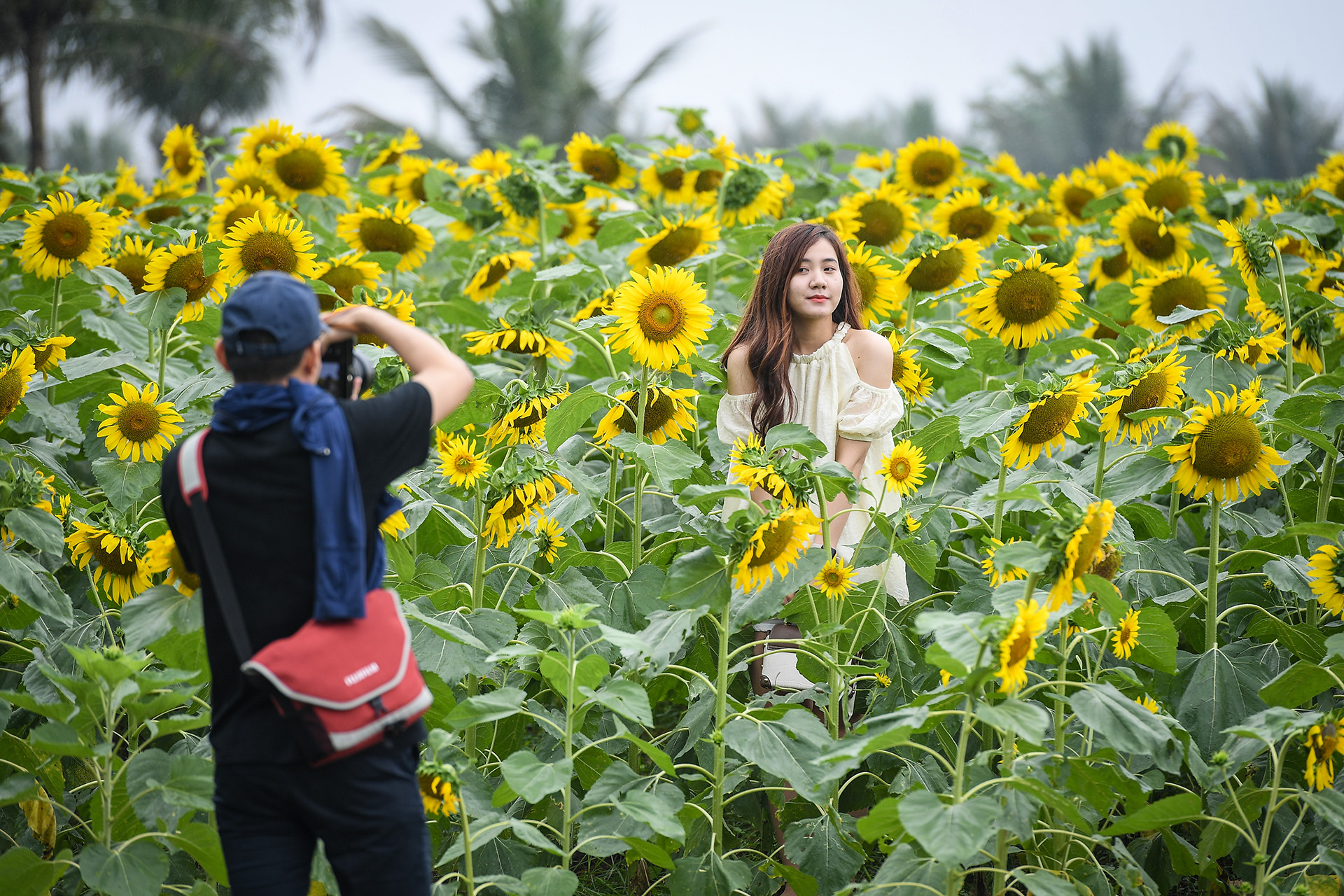 [Ảnh] Mê mẩn ngắm cánh đồng hoa hướng dương rực rỡ khoe sắc tại Ecopark ảnh 3