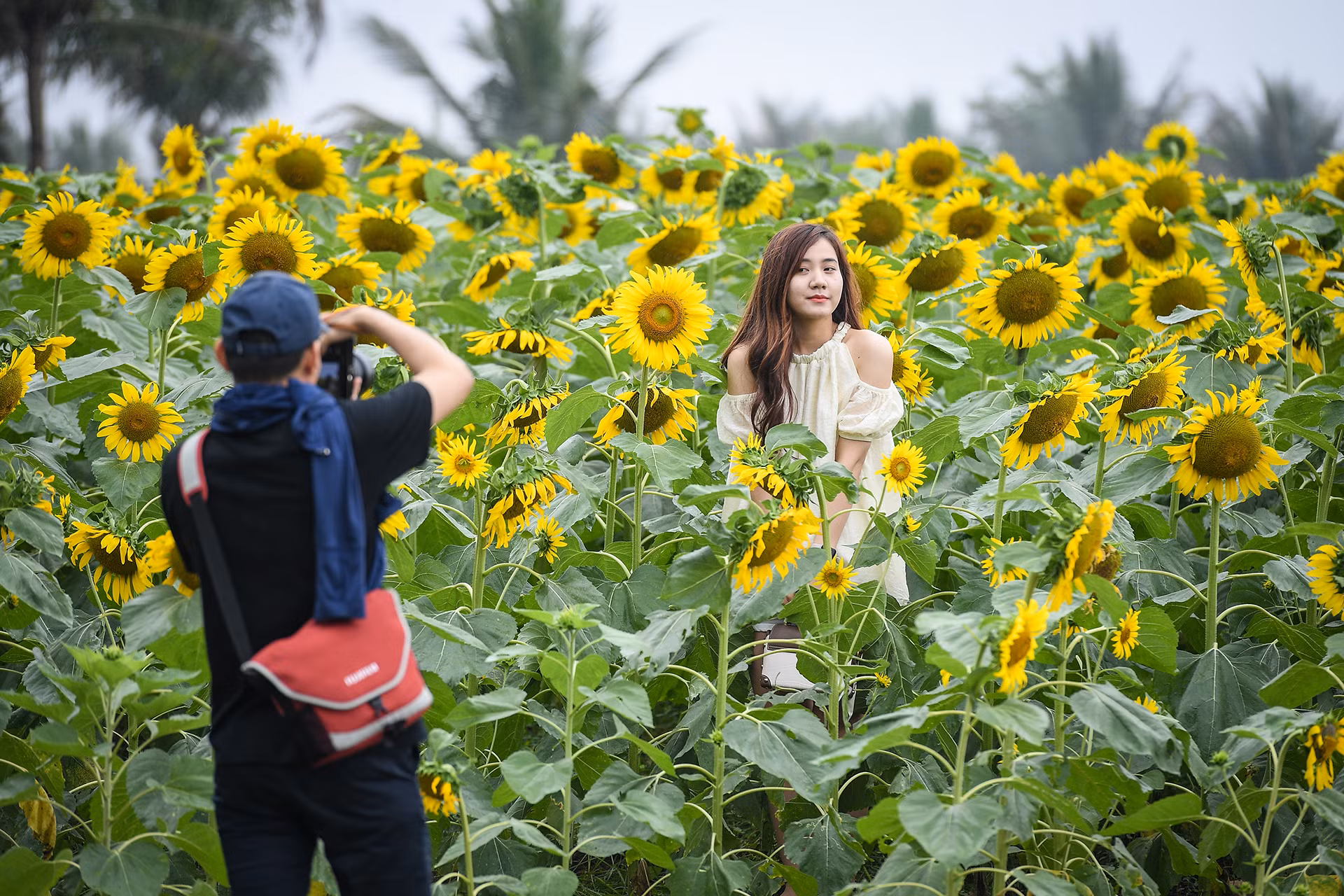 [Ảnh] Mê mẩn ngắm cánh đồng hoa hướng dương rực rỡ khoe sắc tại Ecopark ảnh 3