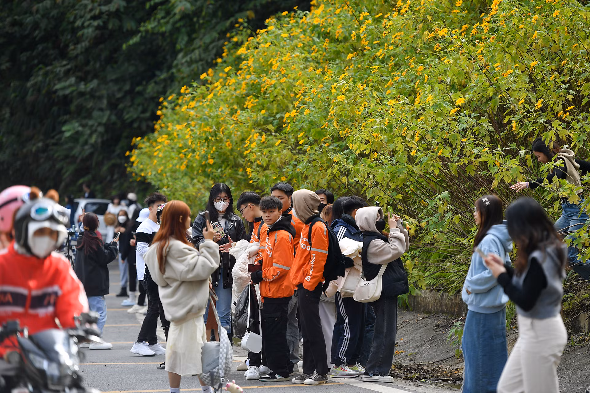 [Ảnh] Giới trẻ thích thú với rừng hoa dã quỳ ở Ba Vì