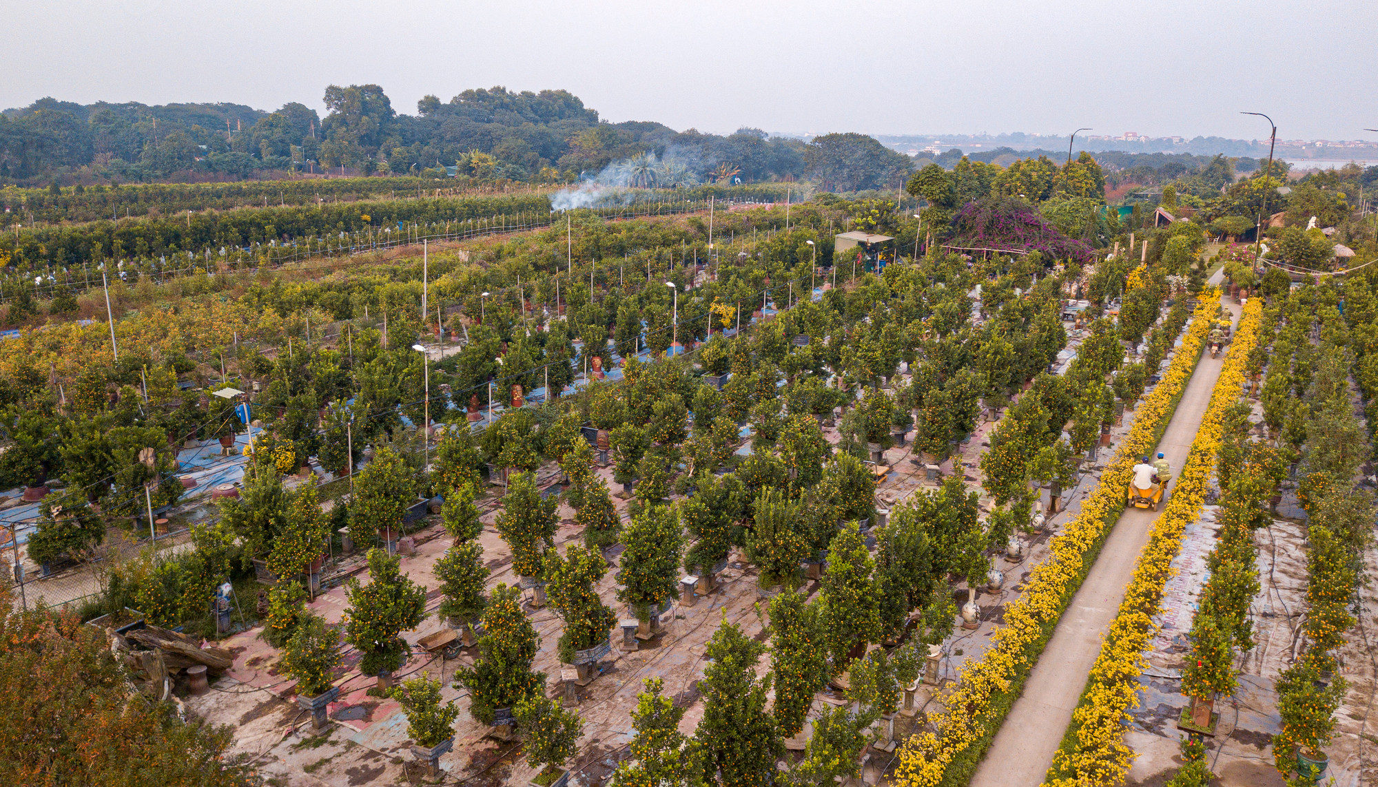 Quang cảnh các vườn quất Tứ Liên đã xanh điểm vàng rực những ngày cận Tết Nguyên đán.