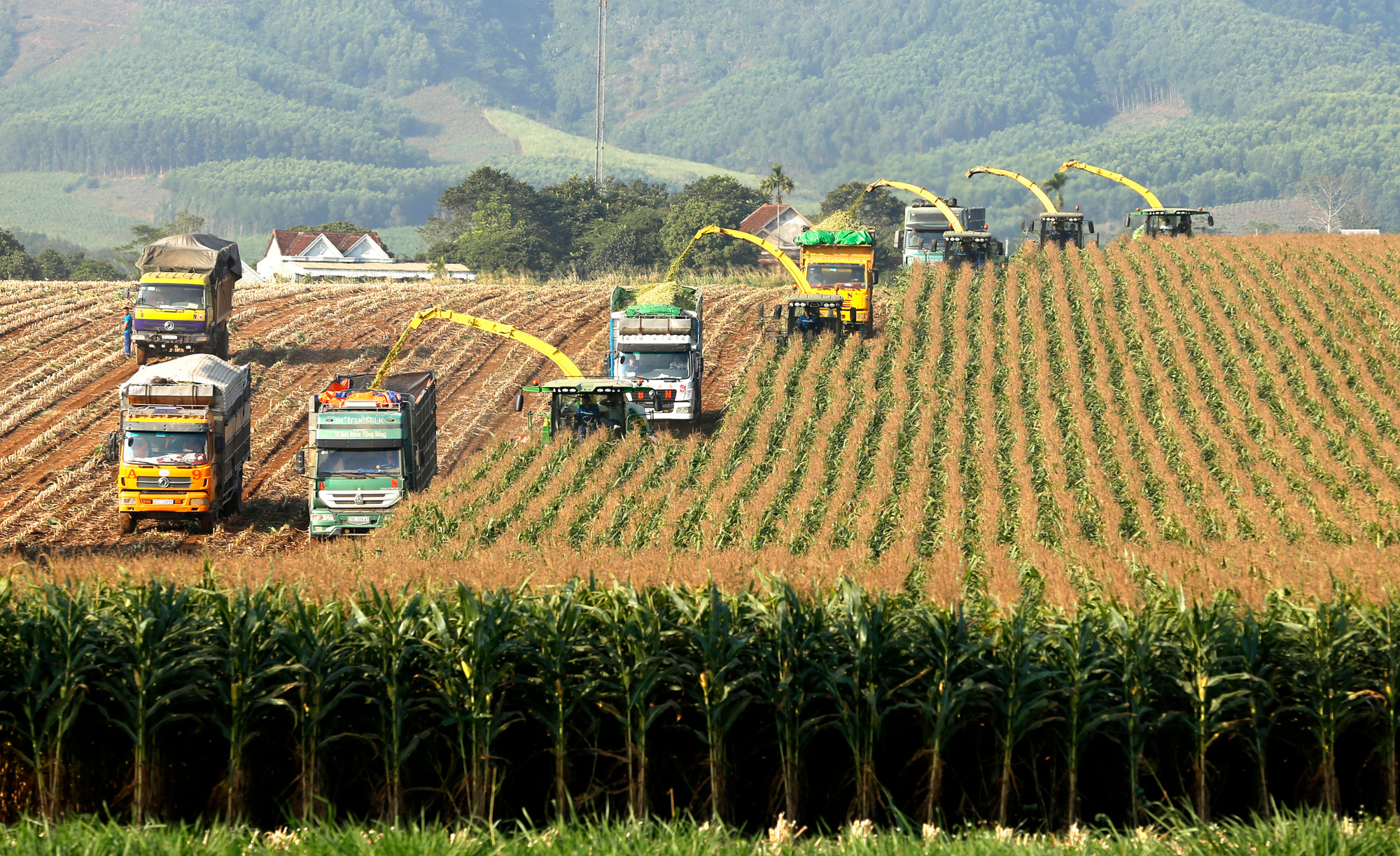 Thu hoạch cỏ bằng máy cắt, máy nghiền chuyên dụng.