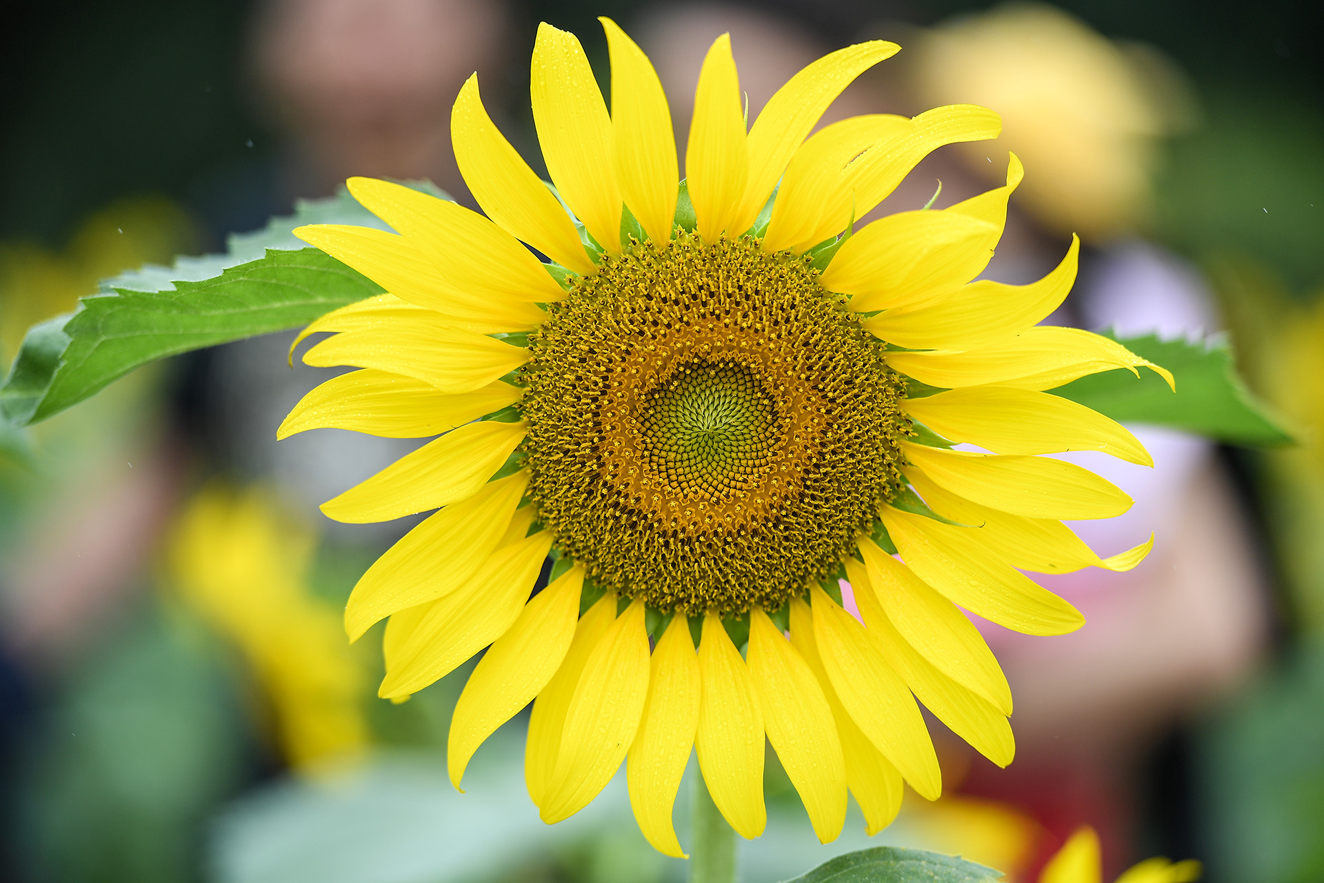 [Ảnh] Mê mẩn ngắm cánh đồng hoa hướng dương rực rỡ khoe sắc tại Ecopark ảnh 12