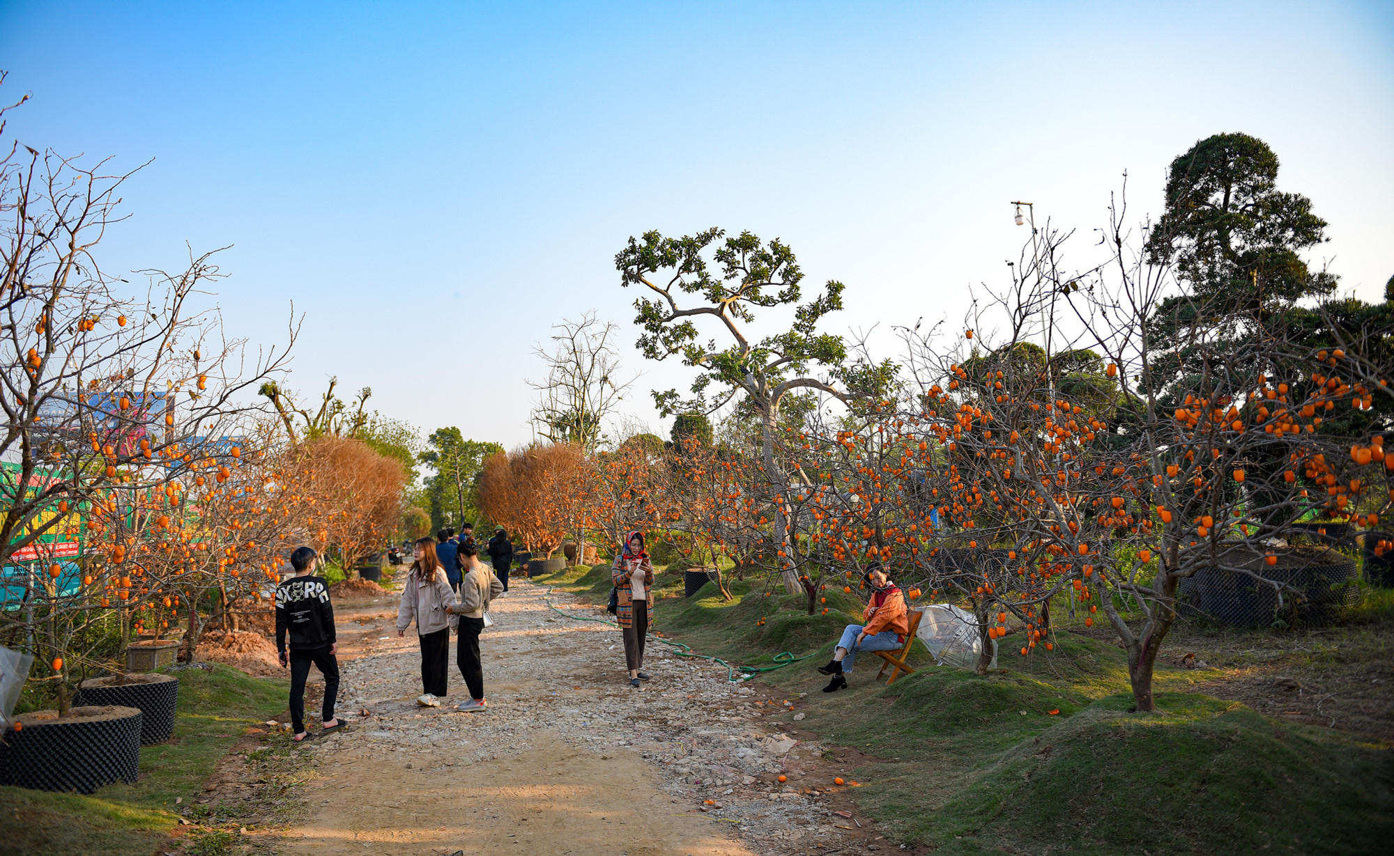 Con đường hồng tại Hà Nội thu hút rất đông người đến chụp ảnh.