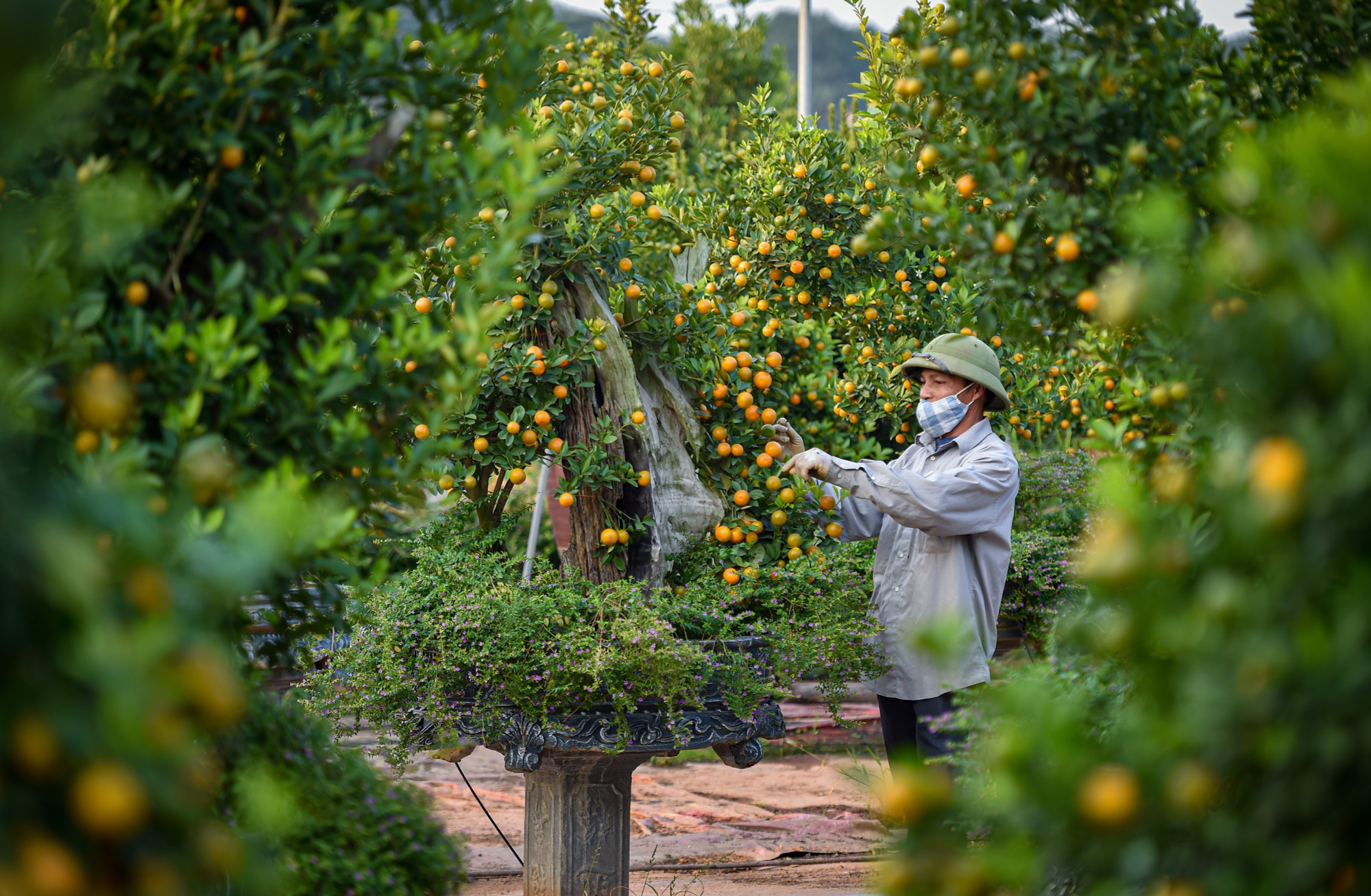 Anh Nguyễn Xuân Lộc, chủ 1 vườn quất tại Tứ Liên cho biết: “Cây quất mộc căn được làm rất kỳ công bởi để cây có bộ rễ to khỏe, đẹp thì 1 năm không thể cho ra sản phẩm được, mà mất ít nhất từ 3 năm trở lên”.