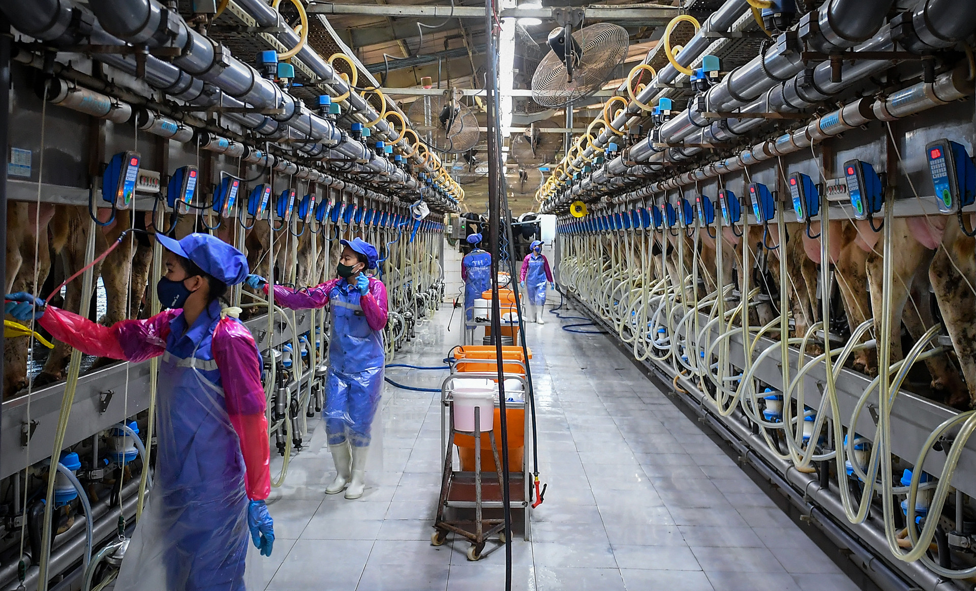 Tới thời điểm hiện tại, tổng số đàn bò sữa đã tiệm cận 70.000 con với năng suất được các chuyên gia chăn nuôi đánh giá là cao nhất Đông Nam Á.