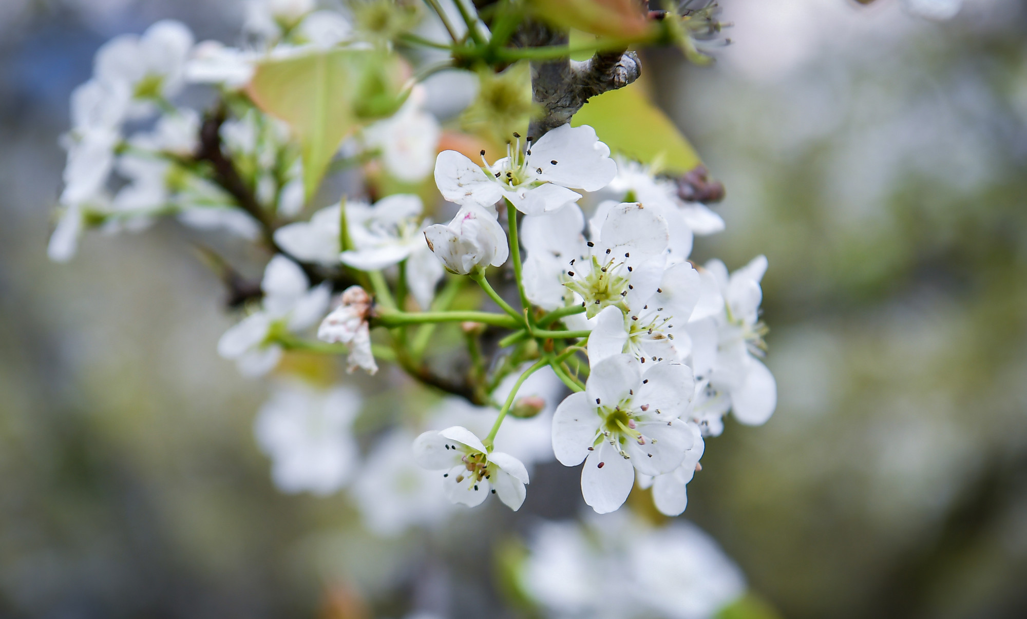 [Ảnh] Lạc bước giữa vườn hoa lê đẹp như cổ tích ở Na Hang, Tuyên Quang ảnh 13
