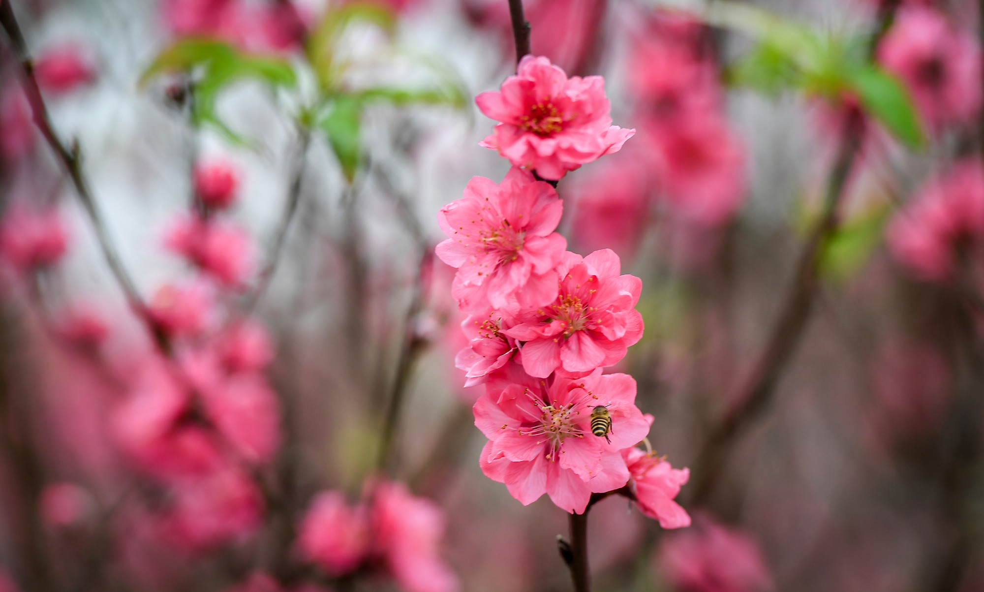 Đào Nhật Tân đã trở thành biểu tượng văn hoá Tết của người Hà Nội. Khi những bông hoa đào Nhật Tân khoe sắc rực rỡ là lúc báo hiệu Tết đang đến rất gần.
