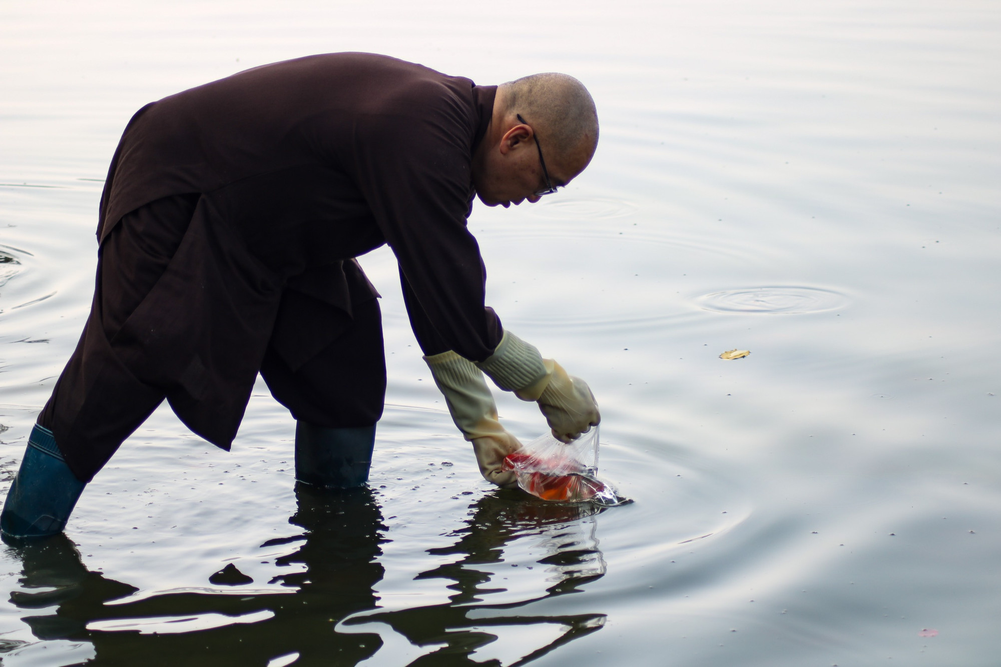 Một sư thầy hướng dẫn cách thả cá cho mọi người .