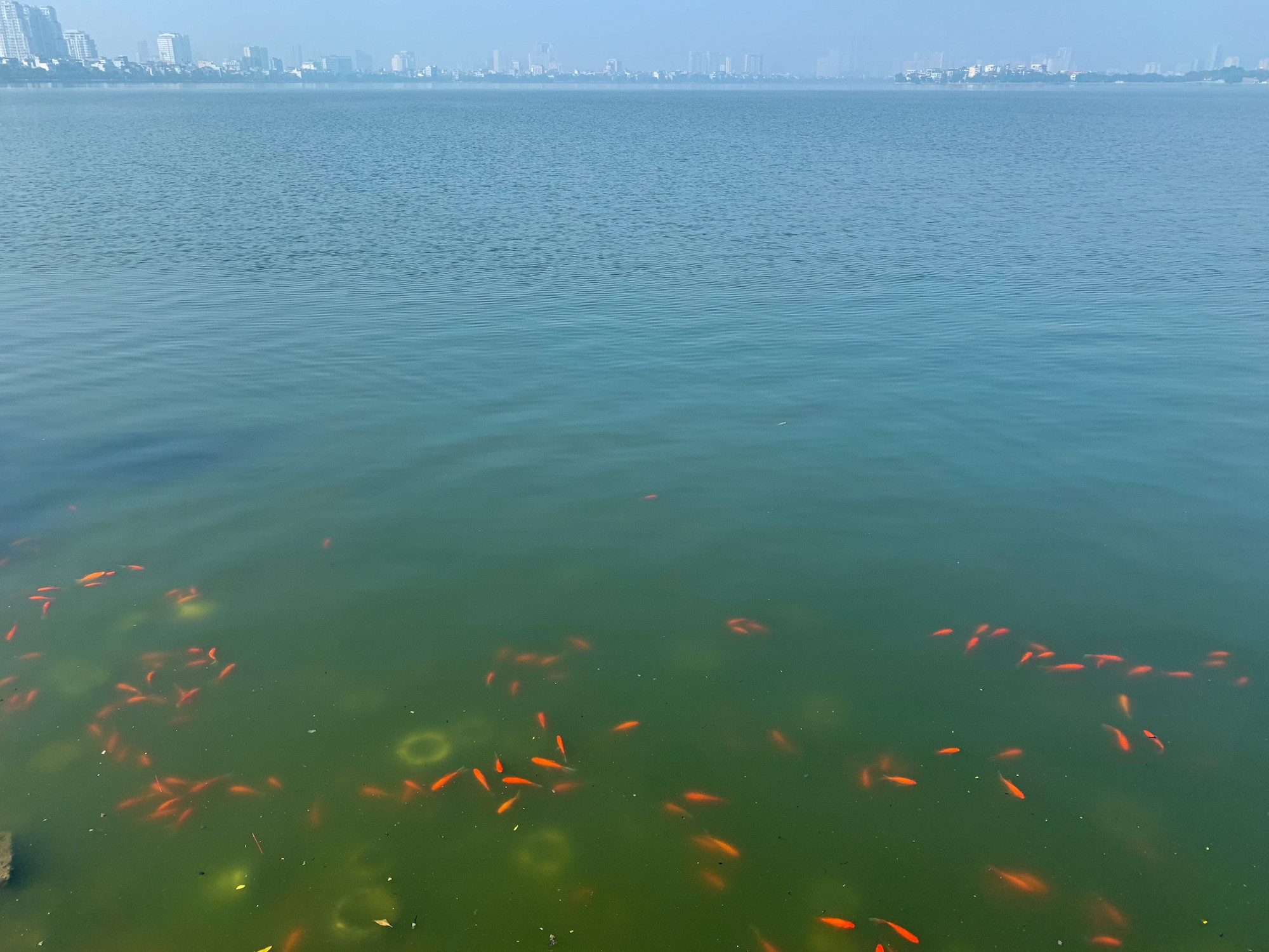 Thả cá chép tiễn ông Công ông Táo là một nét văn hóa đặc sắc của dân tộc Việt Nam. Tuy nhiên, người dân cần thả cá đúng cách để tránh làm cá chết, đồng thời cần có ý thức hơn trong việc giữ vệ sinh môi trường.