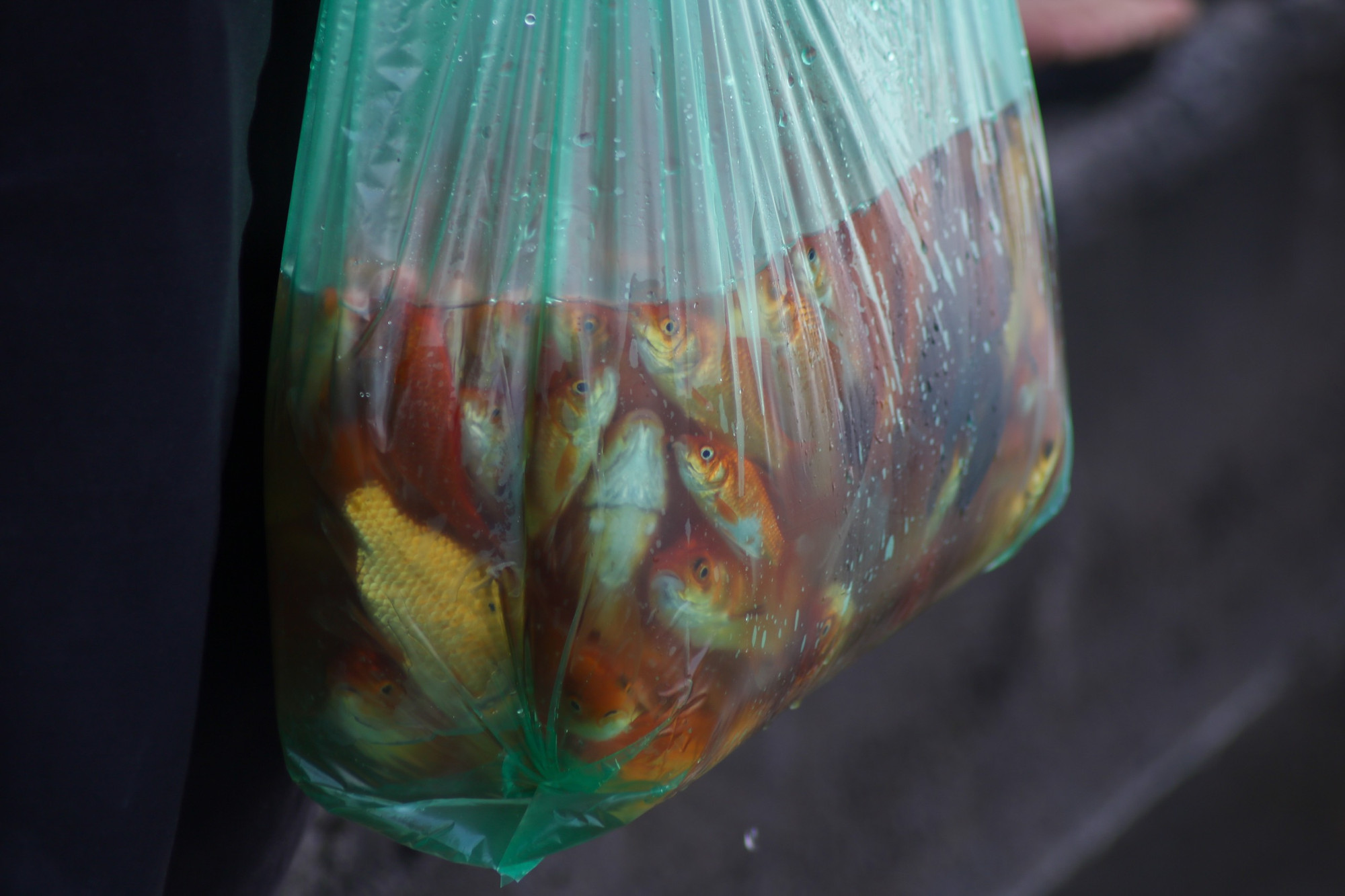 Thả cá chép tiễn ông Công ông Táo về trời là một nét văn hóa đặc sắc của dân tộc Việt Nam.