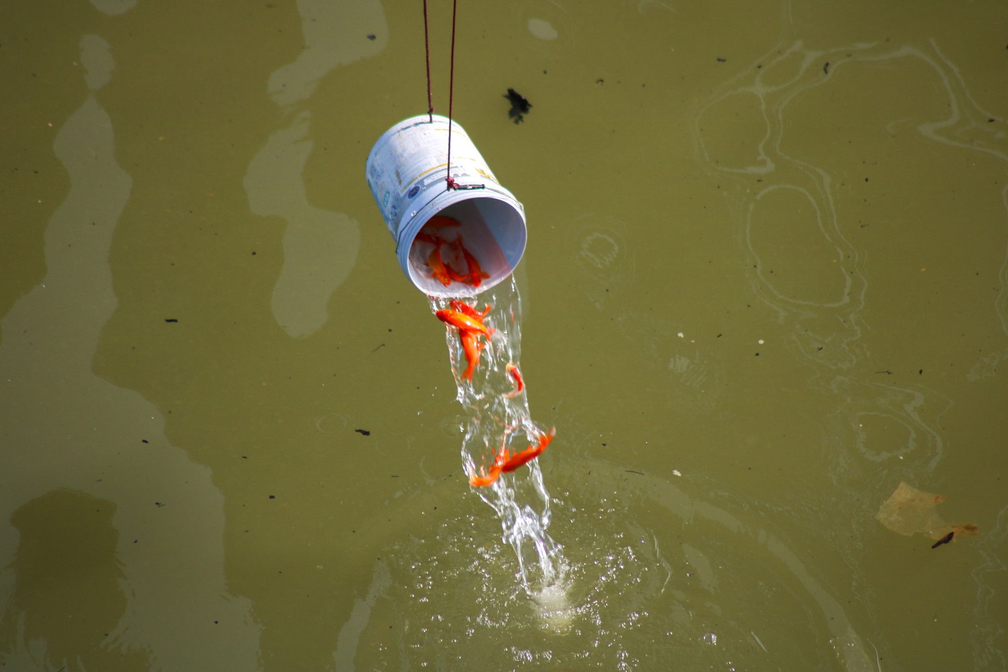 Từ trên mặt cầu, cá được cho vào xô rồi dùng dây đưa xuống gần mặt nước mới thả xuống sông để tránh làm cá chết khi phóng sinh.