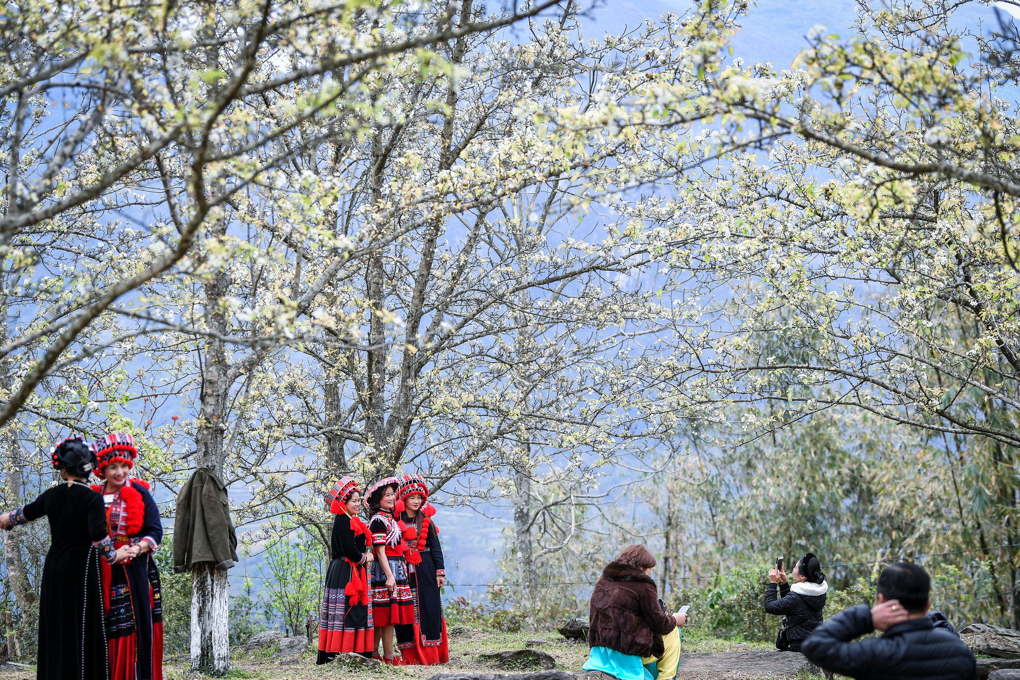 [Ảnh] Lạc bước giữa vườn hoa lê đẹp như cổ tích ở Na Hang, Tuyên Quang ảnh 4