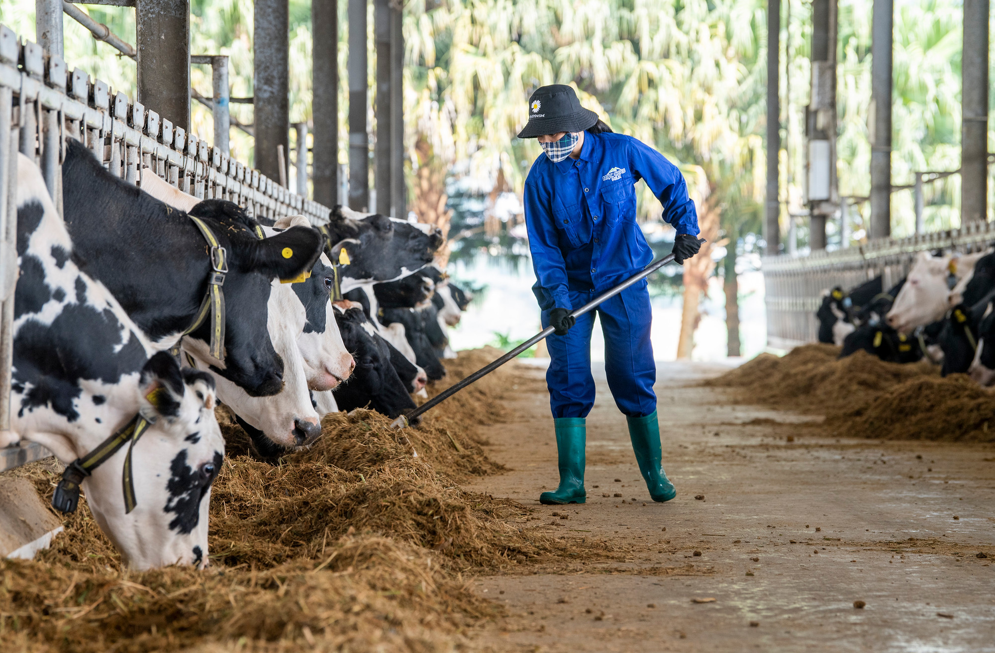 Nguồn thức ăn cho bò được Mộc Châu Milk đặc biệt quan tâm với nhà máy sản xuất thức ăn chăn nuôi TMR hiện đại đầu tiên ở Việt Nam.