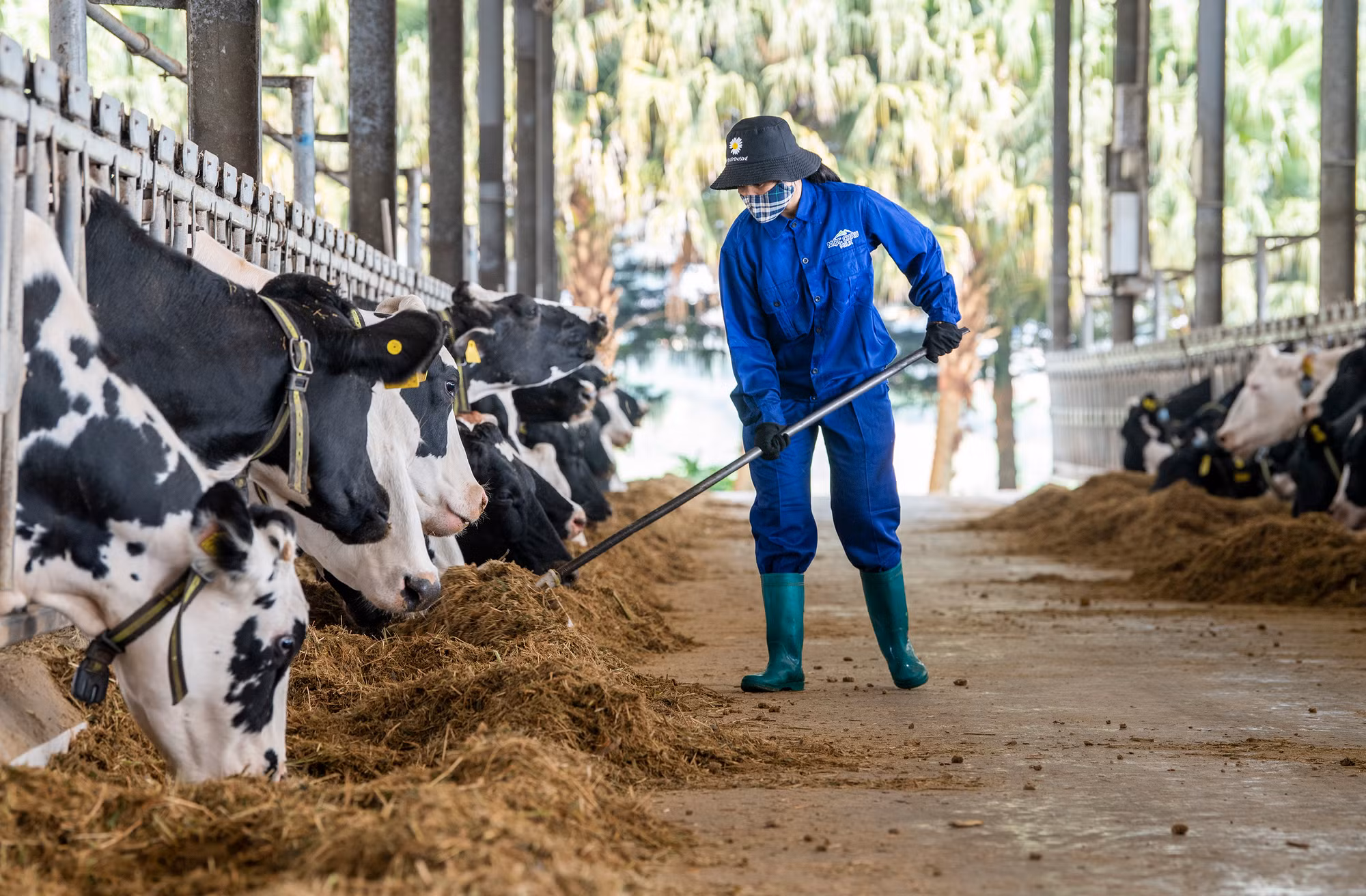 Nguồn thức ăn cho bò được Mộc Châu Milk đặc biệt quan tâm với nhà máy sản xuất thức ăn chăn nuôi TMR hiện đại đầu tiên ở Việt Nam.