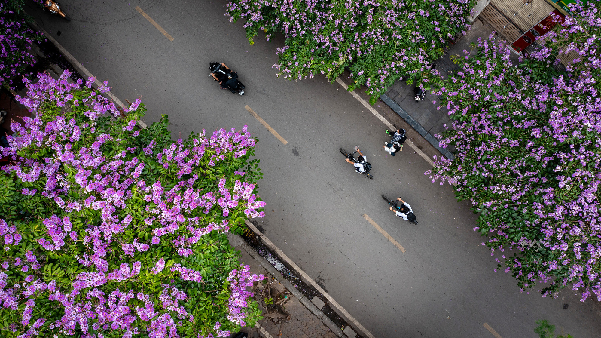 Bằng lăng từ lâu đã trở thành loài hoa quen thuộc với nhịp sống của người dân Thủ đô mỗi độ hè về. Đặc biệt với các cô, cậu học sinh, đây là loài hoa gắn với sân trường, lớp học, với nhiều ký ức của tuổi học trò.