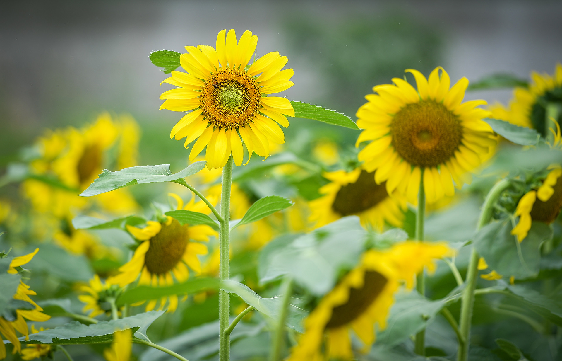 [Ảnh] Mê mẩn ngắm cánh đồng hoa hướng dương rực rỡ khoe sắc tại Ecopark ảnh 5