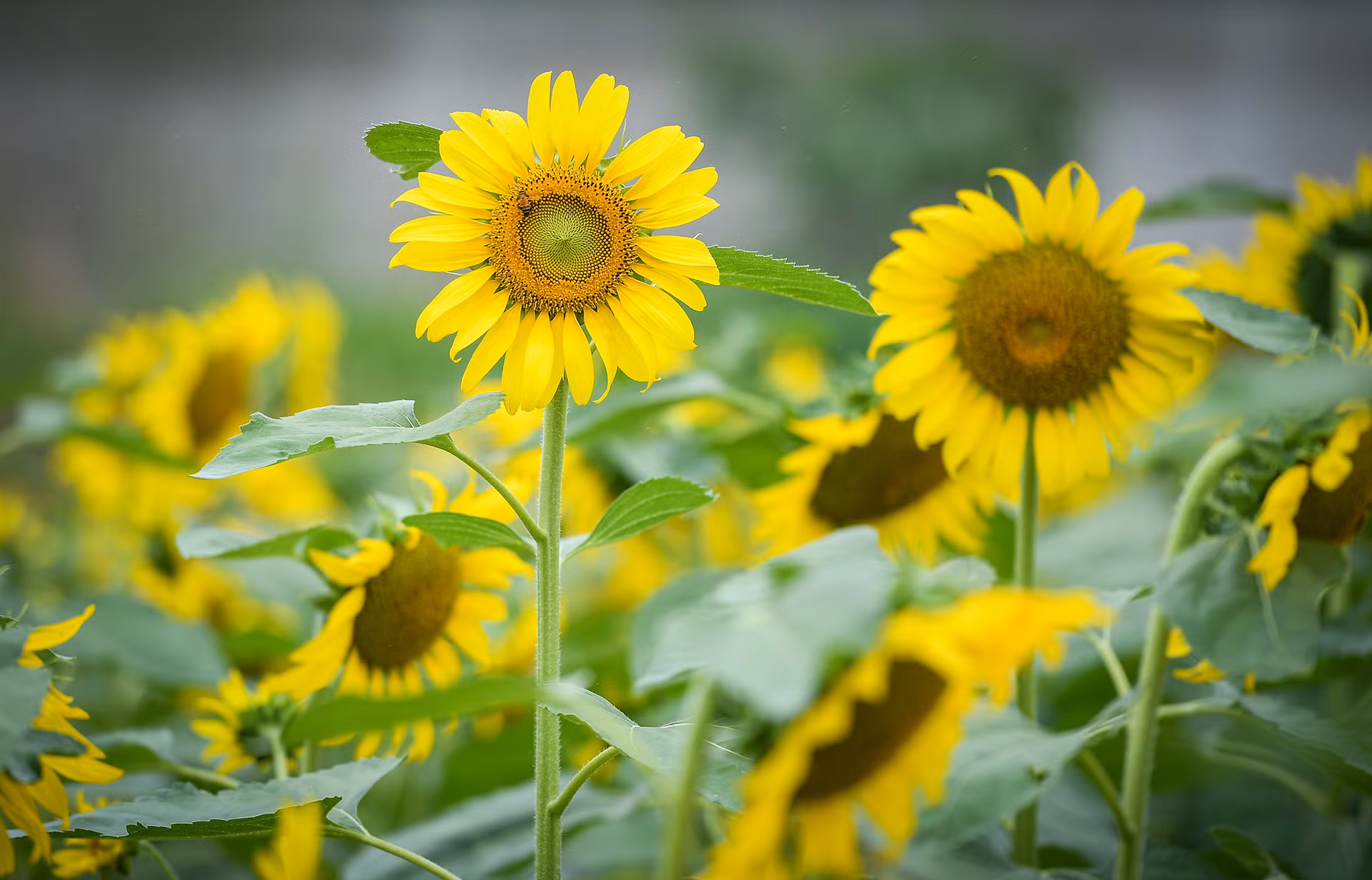[Ảnh] Mê mẩn ngắm cánh đồng hoa hướng dương rực rỡ khoe sắc tại Ecopark ảnh 5