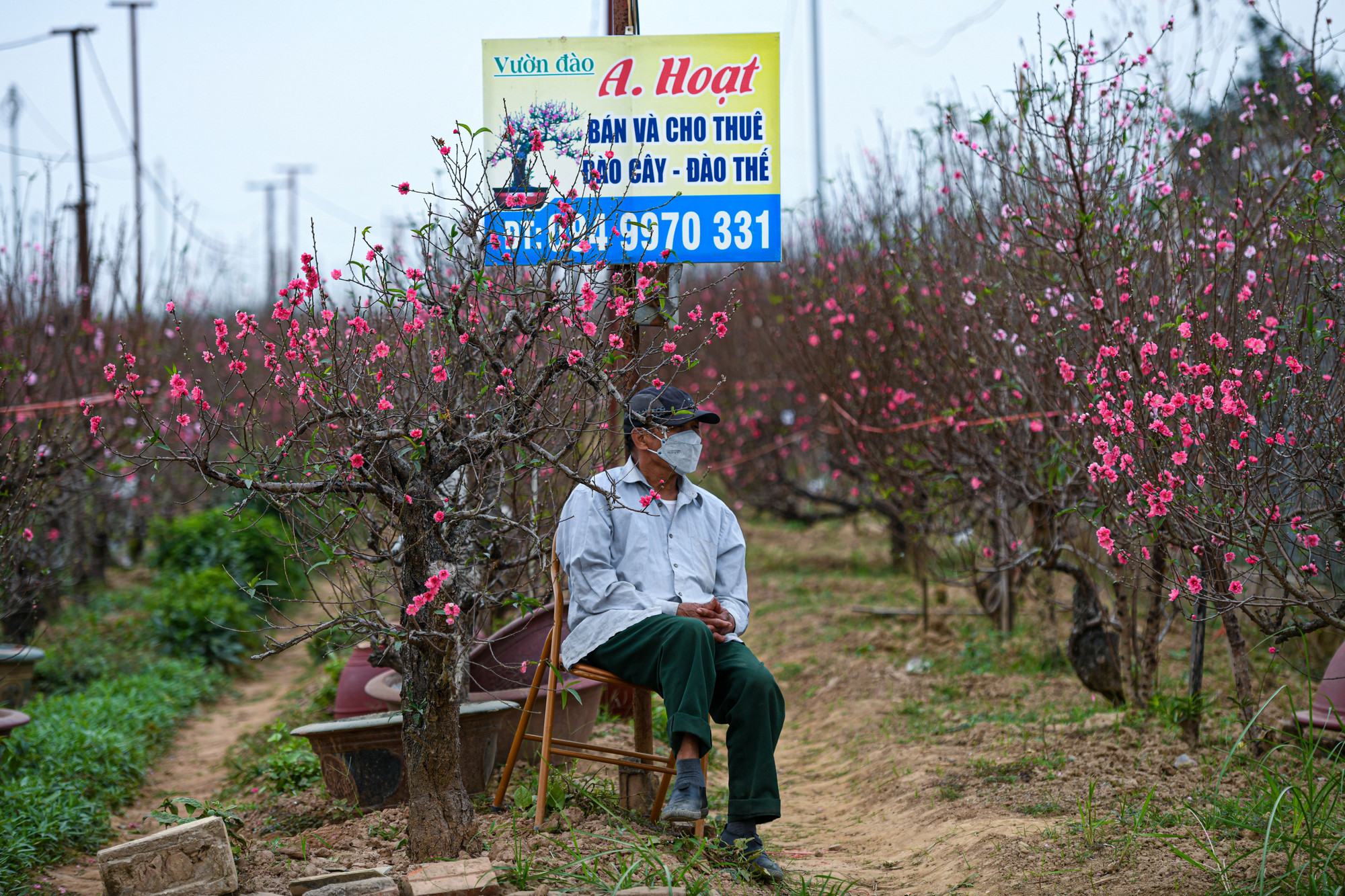 Anh Hoạt, một chủ vườn đào cho biết: "Những ngày này tôi phải túc trực 24/24 vì lượng khách mua đông, có người sợ tắc đường tối mới đánh xe vào mua".
