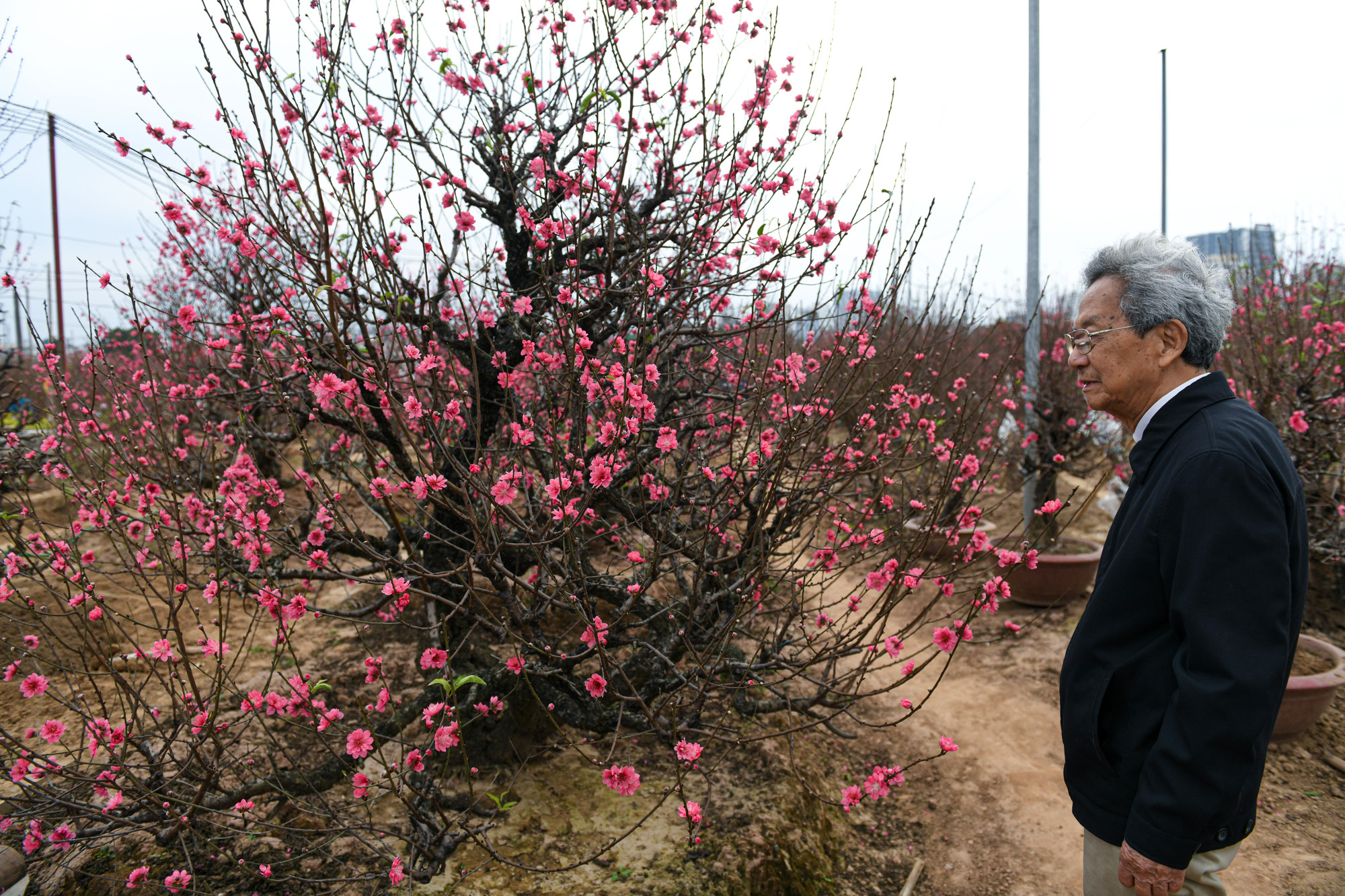 Ông Biểu nhà ở Nghi Tàm vừa ngắm đào vừa tấm tắc khen: "Bích đào năm nay màu đẹp quá, tôi đã mua 1 cành đào phai rồi mà vẫn mê mẩn, giá nhà to là tôi mua cả 2 cây đấy".