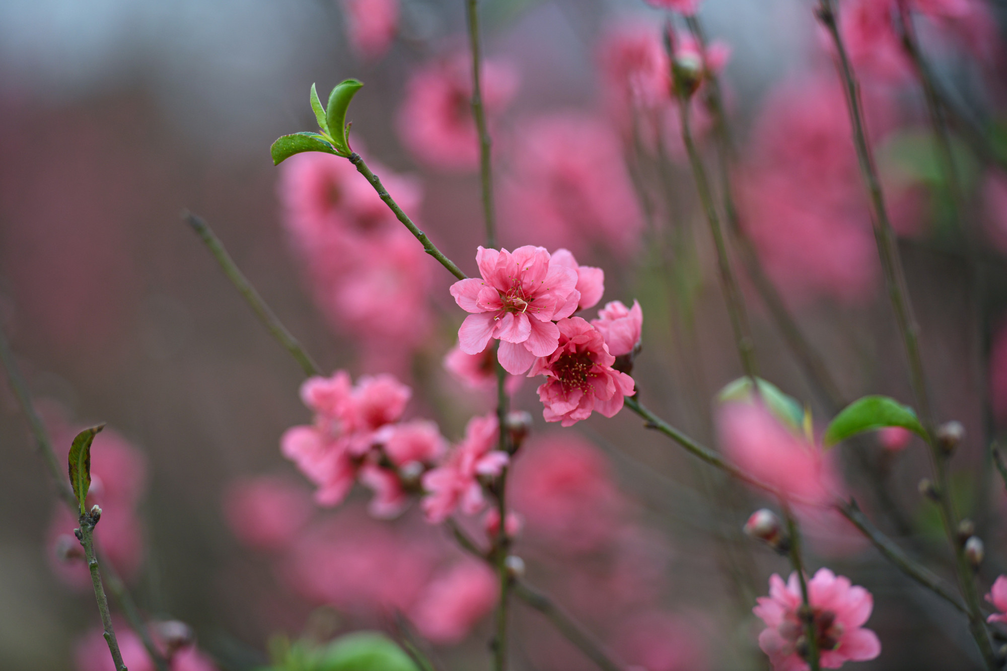 Những cành đào bích màu xác pháo hay đào phai phớt hồng đang nở rộ báo hiệu Tết đã đến.