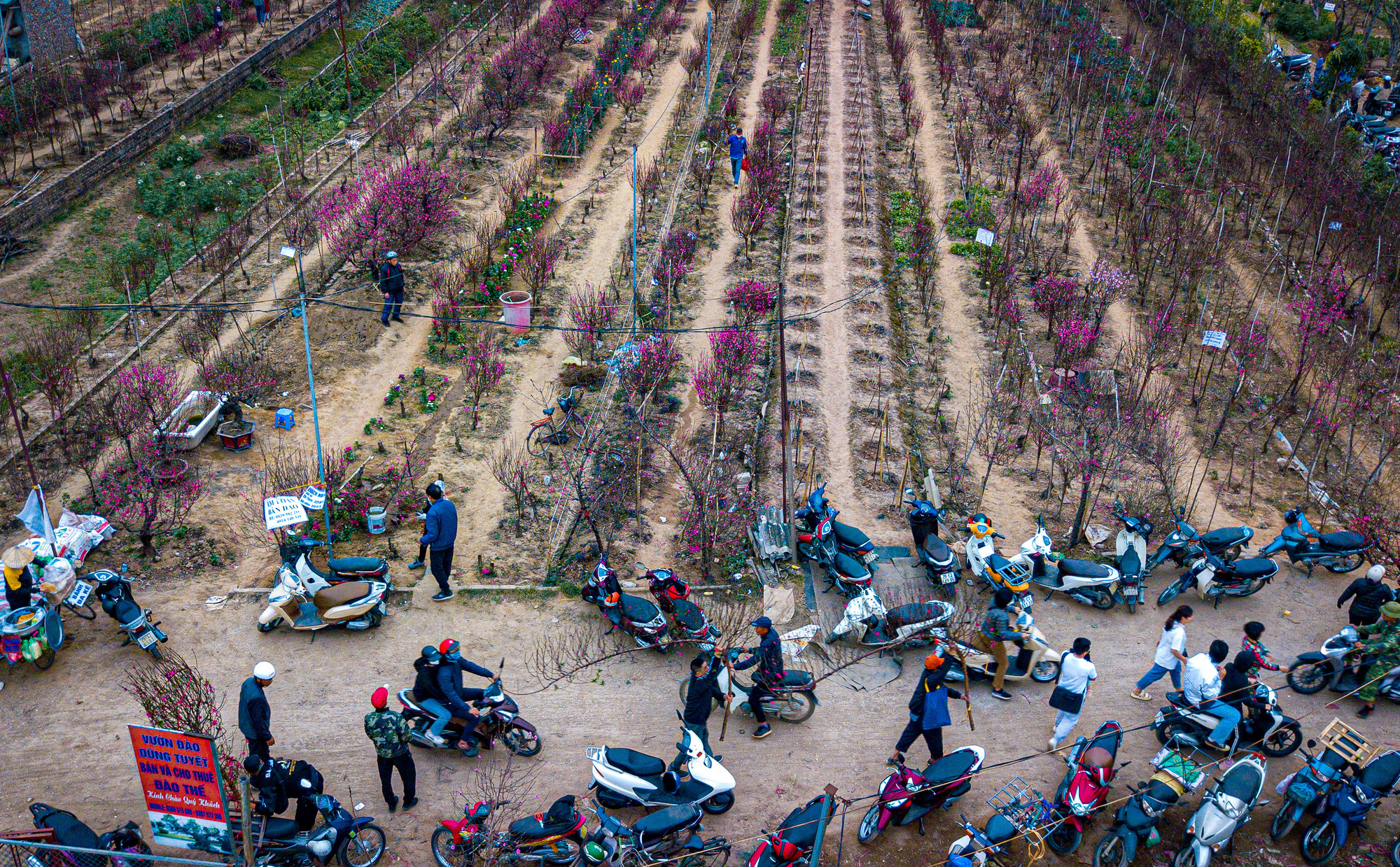 Khung cảnh tấp nập người mua kẻ bán tại các vườn đào Nhật Tân nhìn từ trên cao.