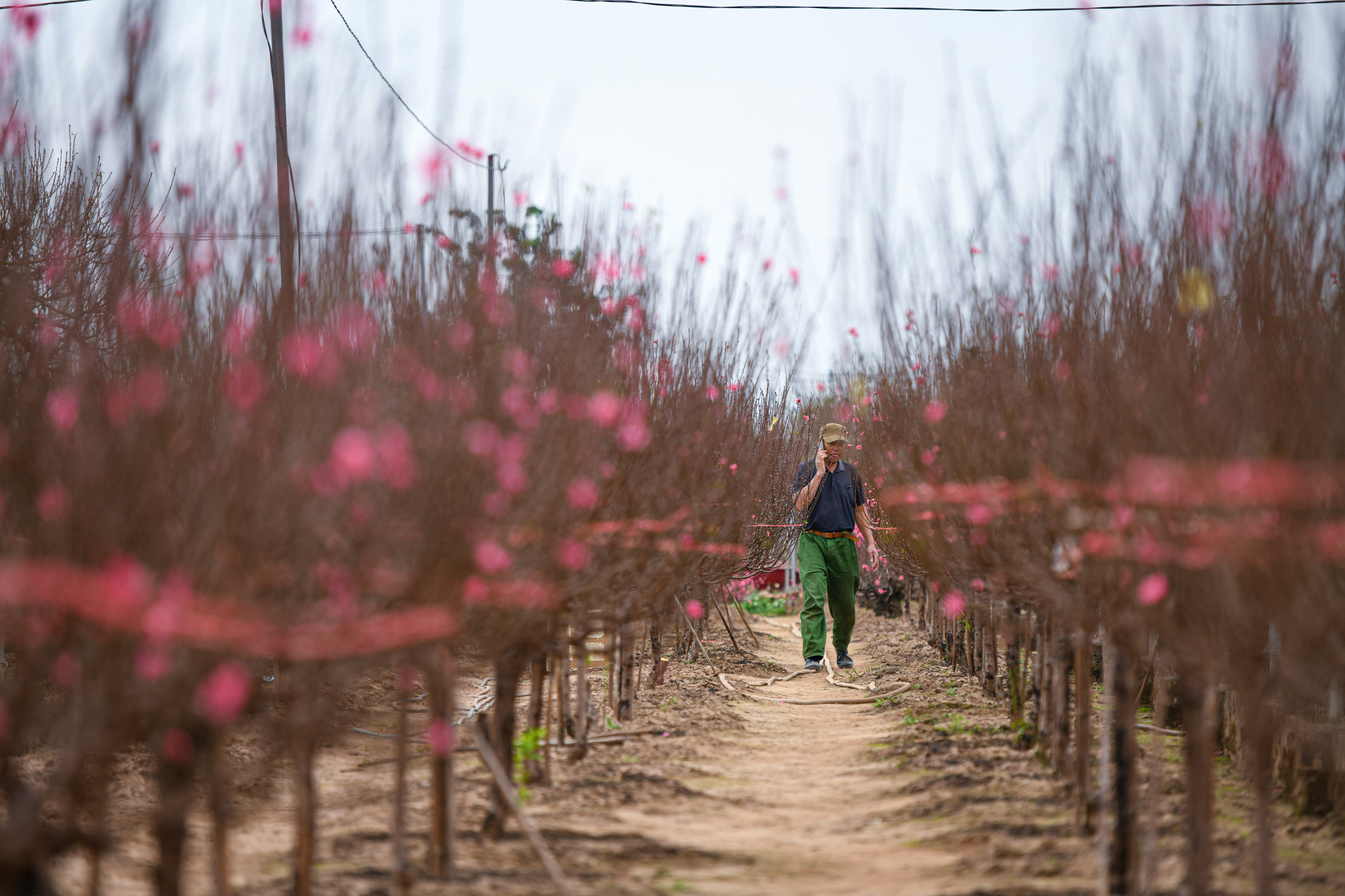 Người dân nhộn nhịp đi mua đào, cánh nhà vườn cũng tất bật với những đơn đặt hàng, điện thoại tíu tít không ngừng.
