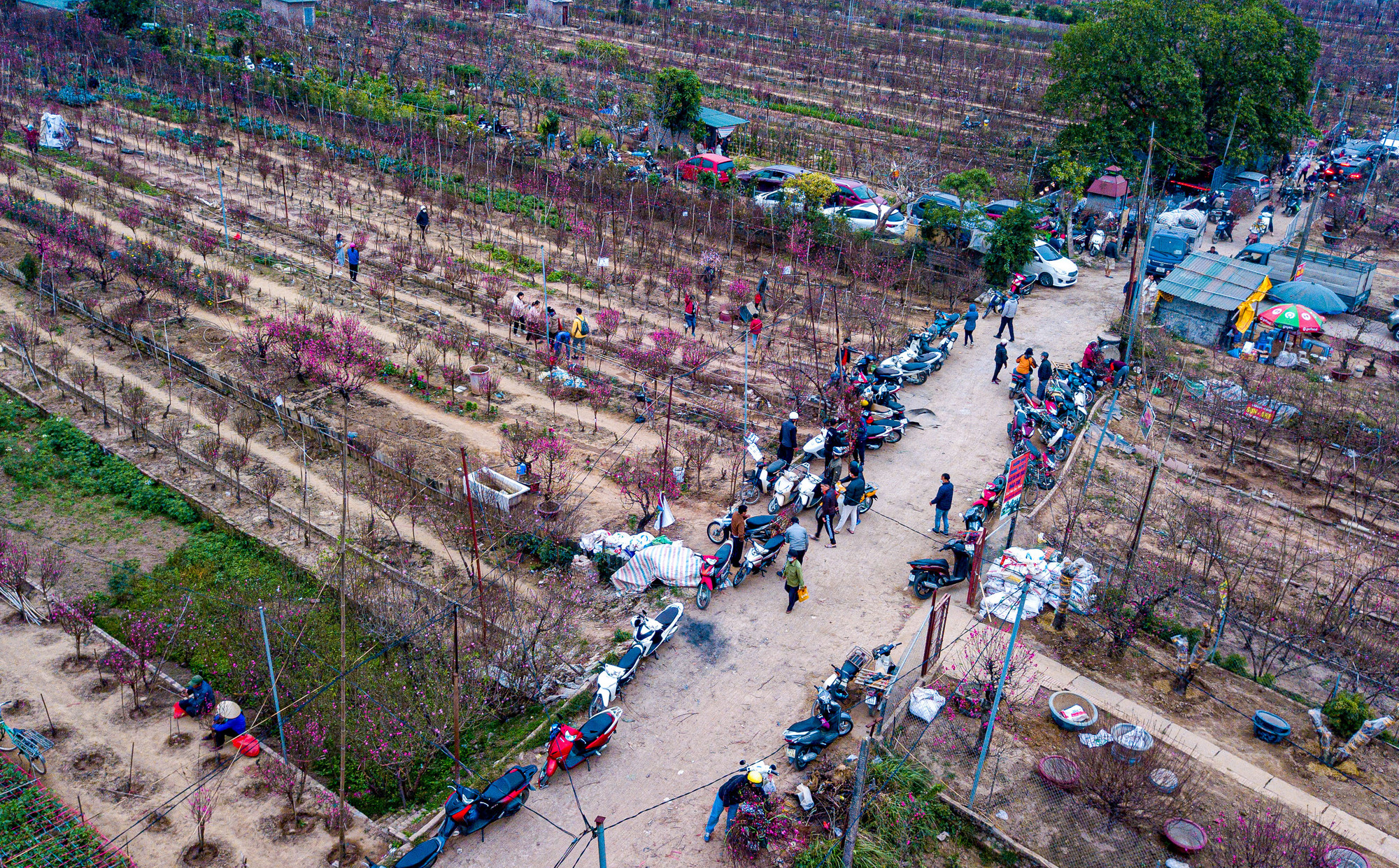 Quang cảnh đường vào làng đào Nhật Tân đông đúc nhìn từ trên cao.