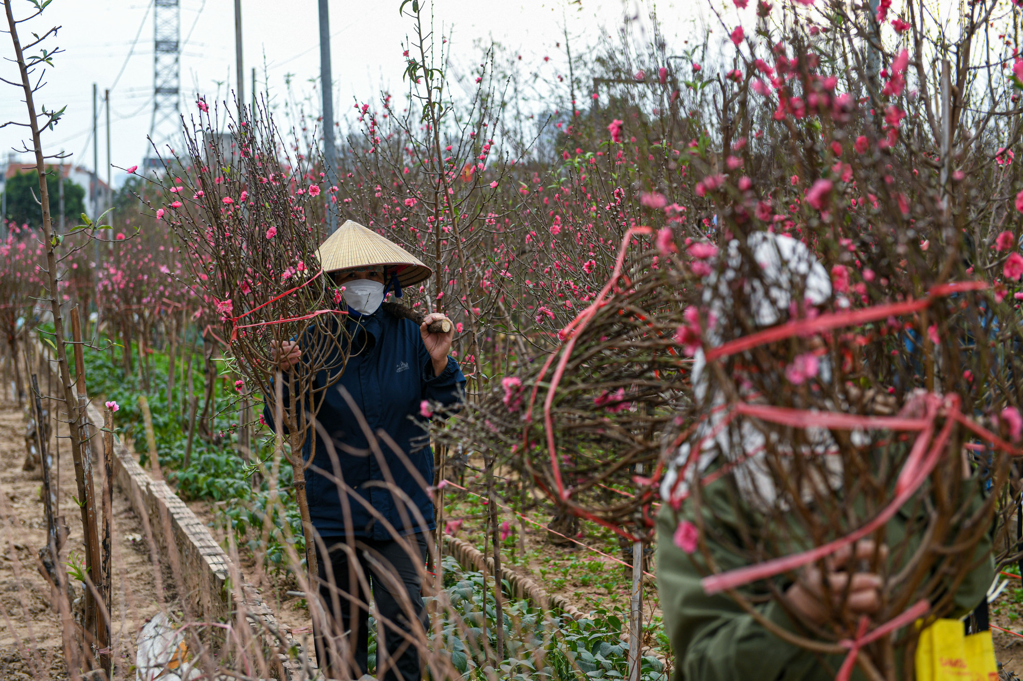 Các chủ vườn làm không xuể, phải thuê thêm nhân công để chặt đào kịp bán cho khách.
