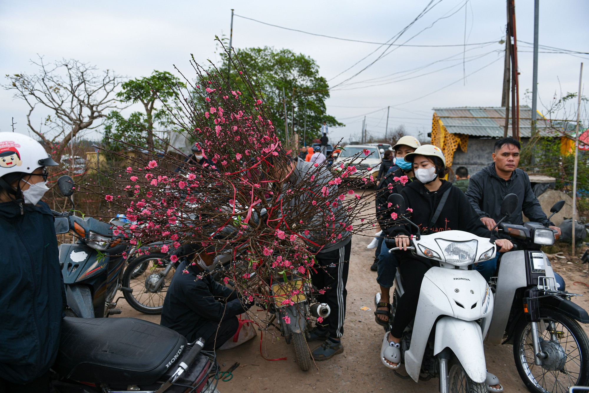 Đâu đâu cũng thấy hình ảnh người dân mua đào, chằng buộc đào mang về.