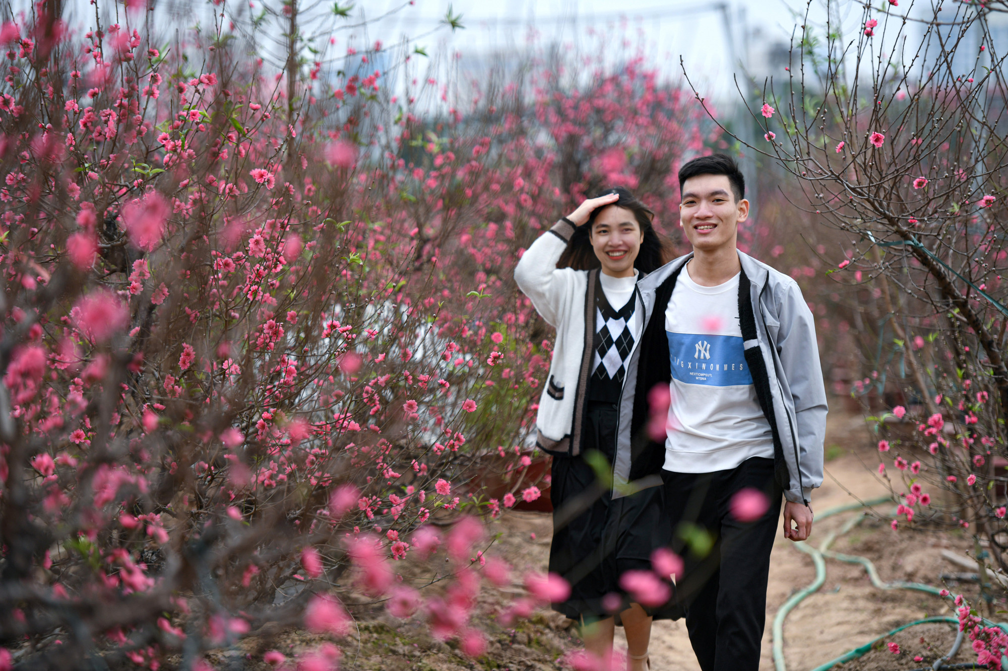 Cận Tết những vườn đào tại làng Nhật Tân (Tây Hồ, Hà Nội) đang rực rỡ khoe sắc đỏ. Hàng vạn gốc đào, hoa đã bung nở. Những vườn đào nở thu hút nhiều du khách tới tham quan và chọn đào chơi Tết.