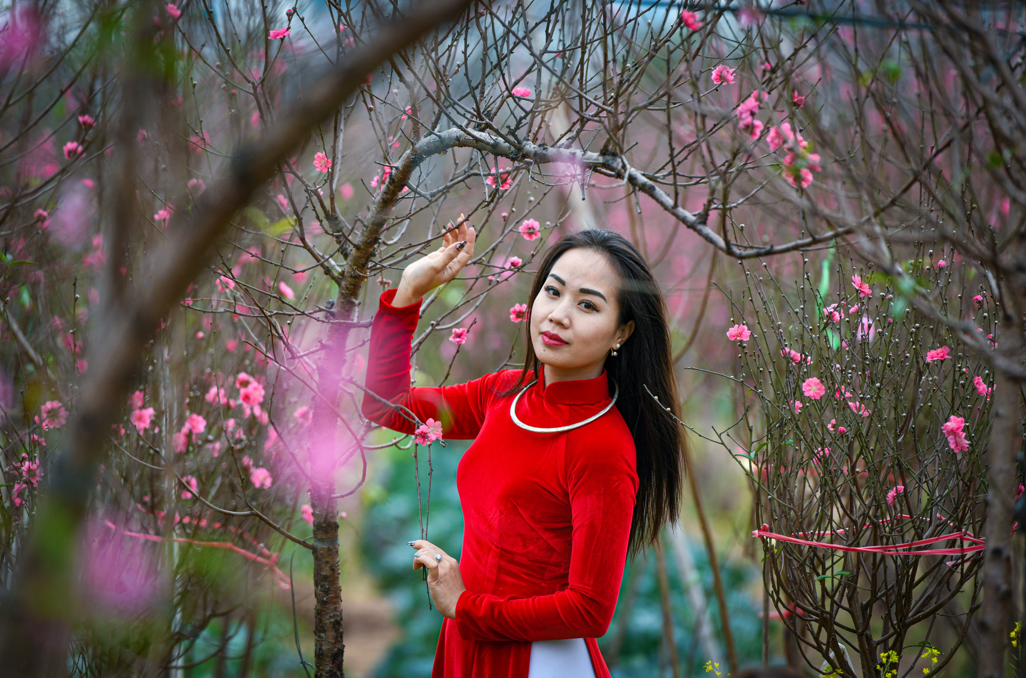 Đào Nhật Tân nở rộ khoe sắc cùng thiếu nữ xinh đẹp tạo nên bức tranh ngày Tết thật đẹp.