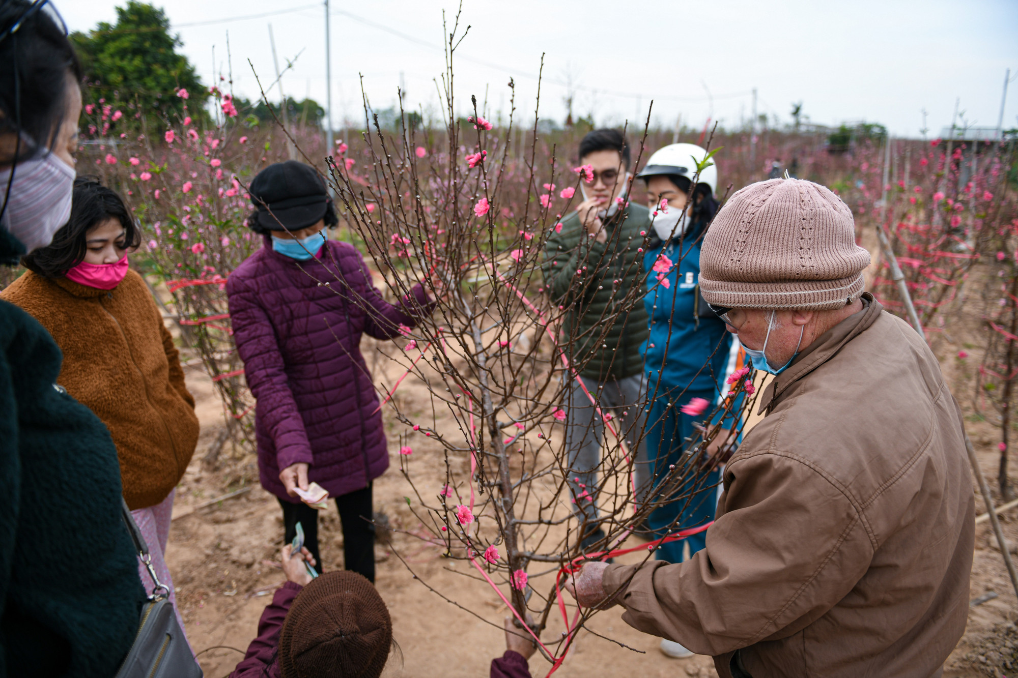 Ông H (83 tuổi, quận Hoàn Kiếm) chia sẻ: "25, 26 Tết hằng năm, cả gia đình cùng đi chọn mua đào Nhật Tân. Cả nhà đi cho vui, cũng để chọn đào theo ý kiến số đông, tôi già rồi chọn chưa chắc khéo bằng bọn trẻ anh ạ".