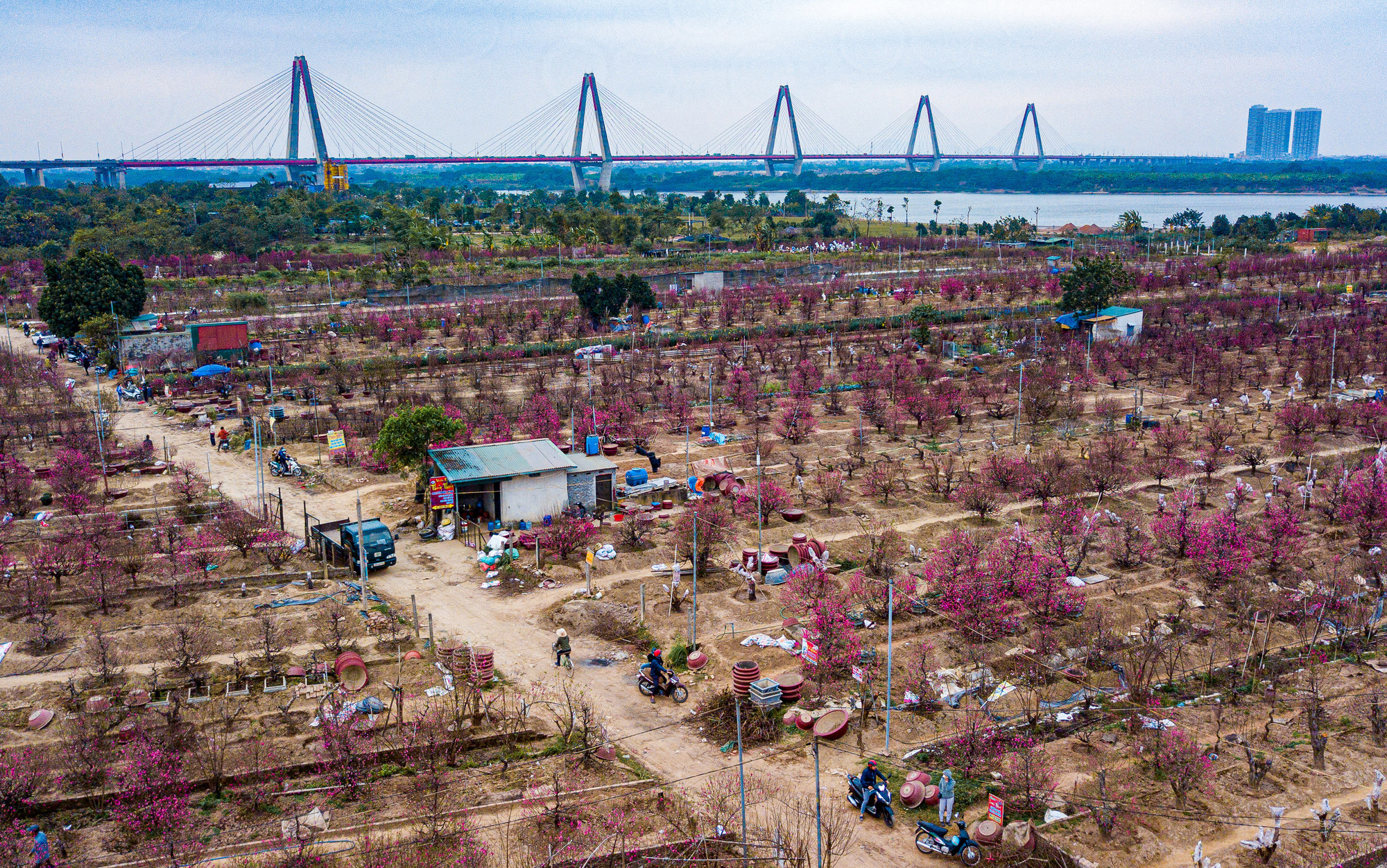 Quang cảnh làng đào Nhật Tân những ngày cận Tết.