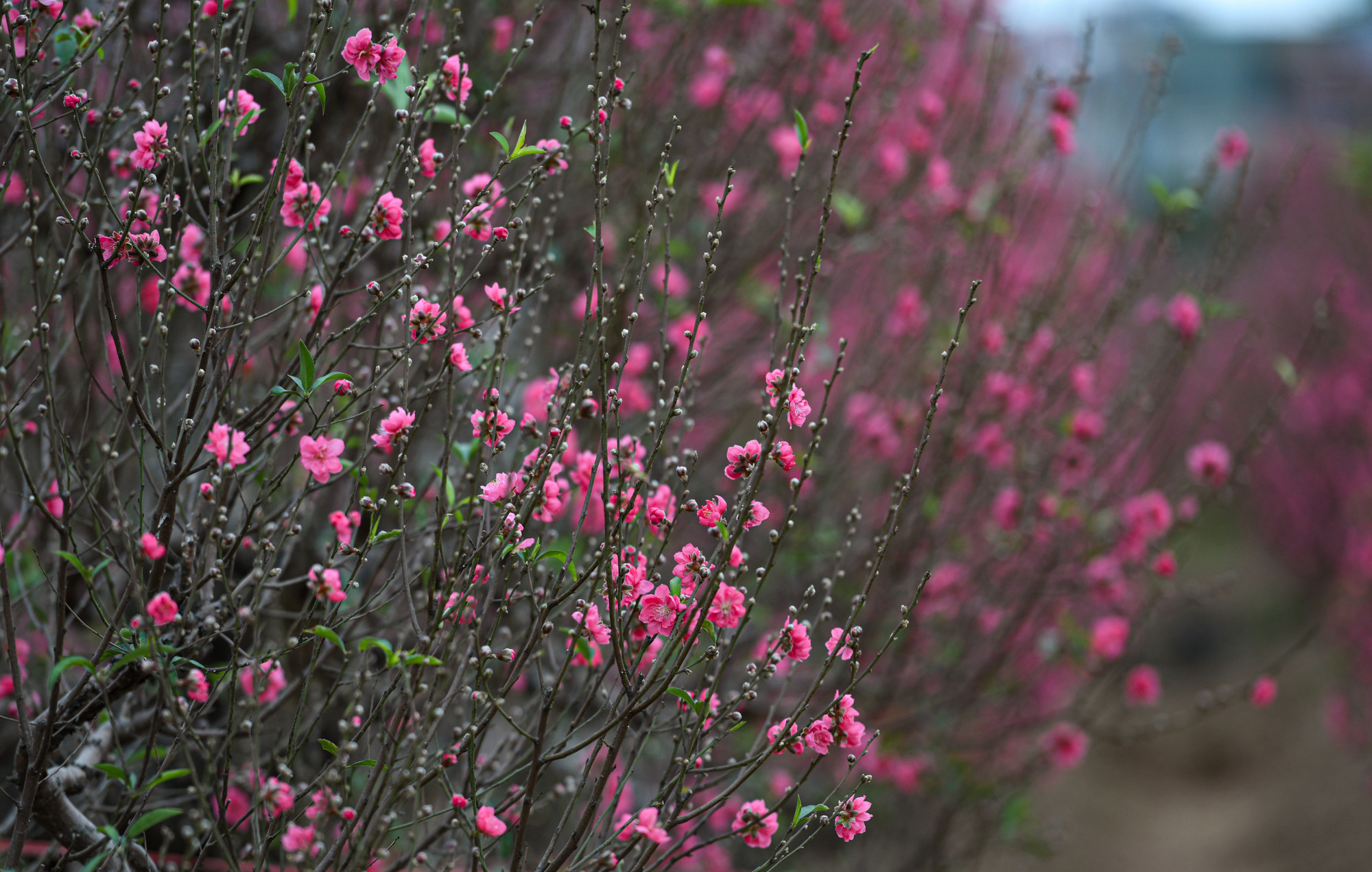 Vườn đào Nhật Tân được biết đến là nơi trồng nhiều đào lâu năm và có tiếng nhất miền bắc. Đào ở đây nổi tiếng với những cánh hoa to, đẹp và dày mà không vùng nào có được.