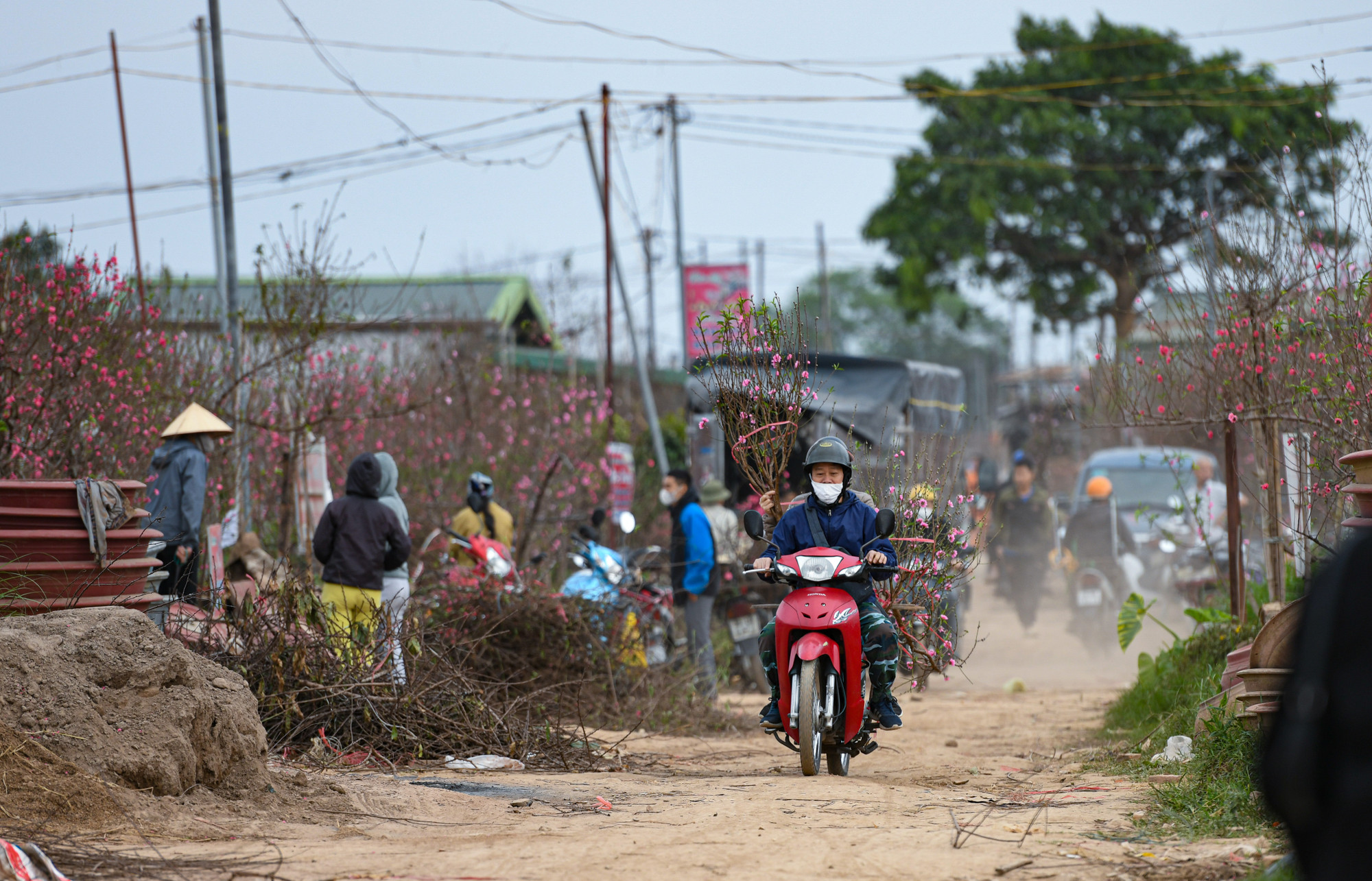 Không khí tại các vườn đào Nhật Tân những ngày này khá tấp nập và hối hả.