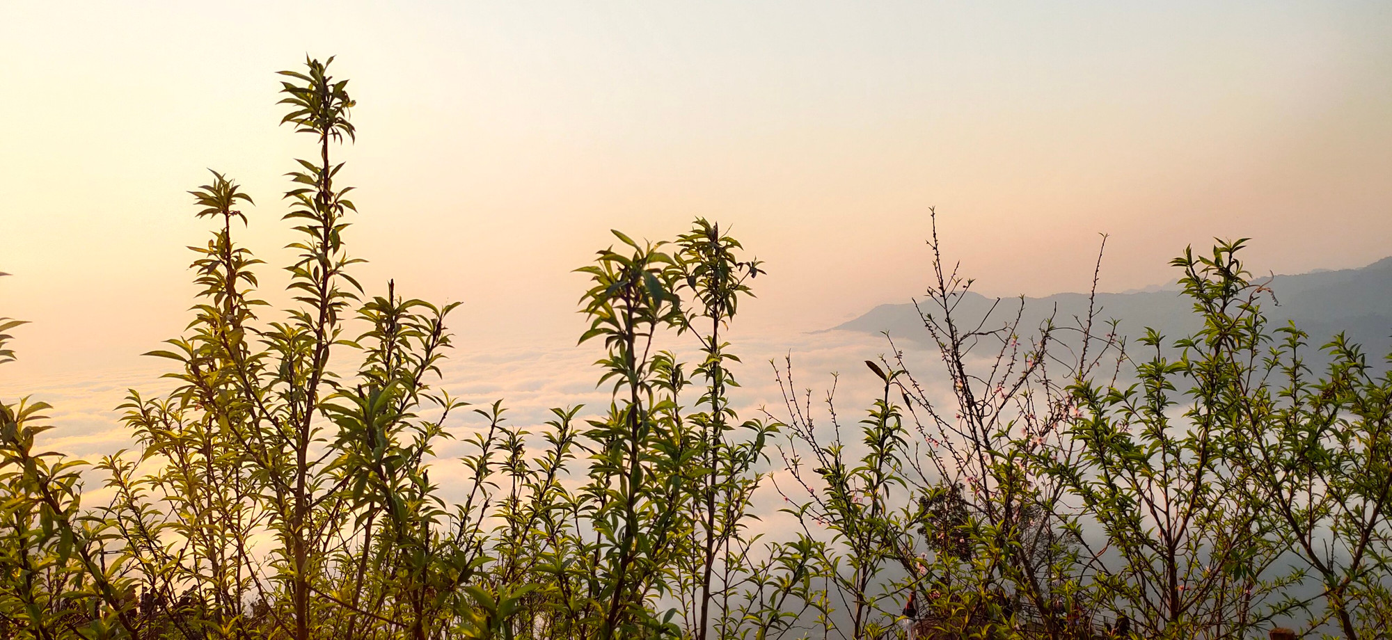 Những cánh đào tô điểm thêm cho sắc xuân.