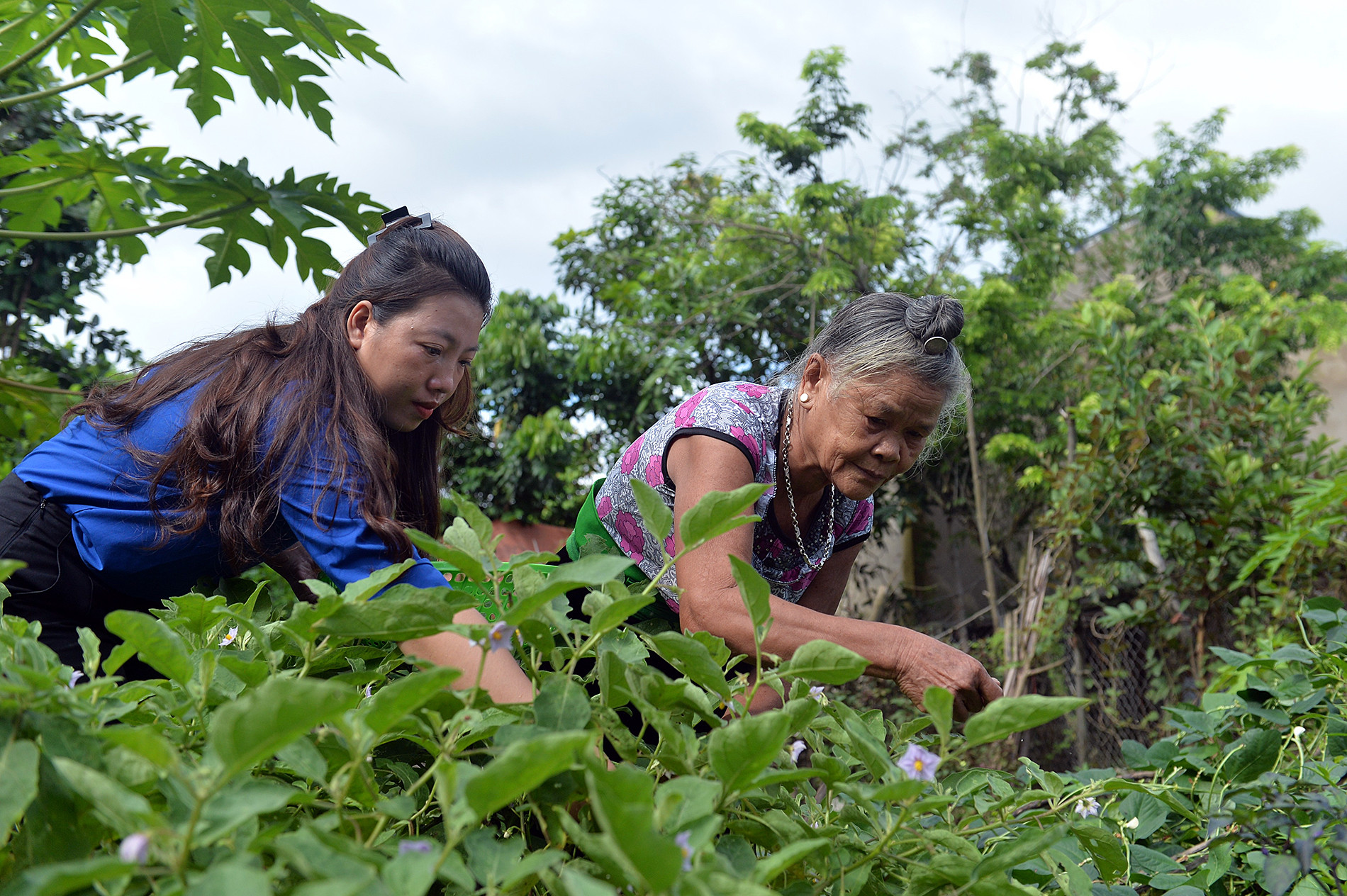Đoàn viên, thanh niên trong vùng cùng bà Lả làm vườn, thu hoạch hoa màu trong khoảnh vườn nhỏ sau nhà.
