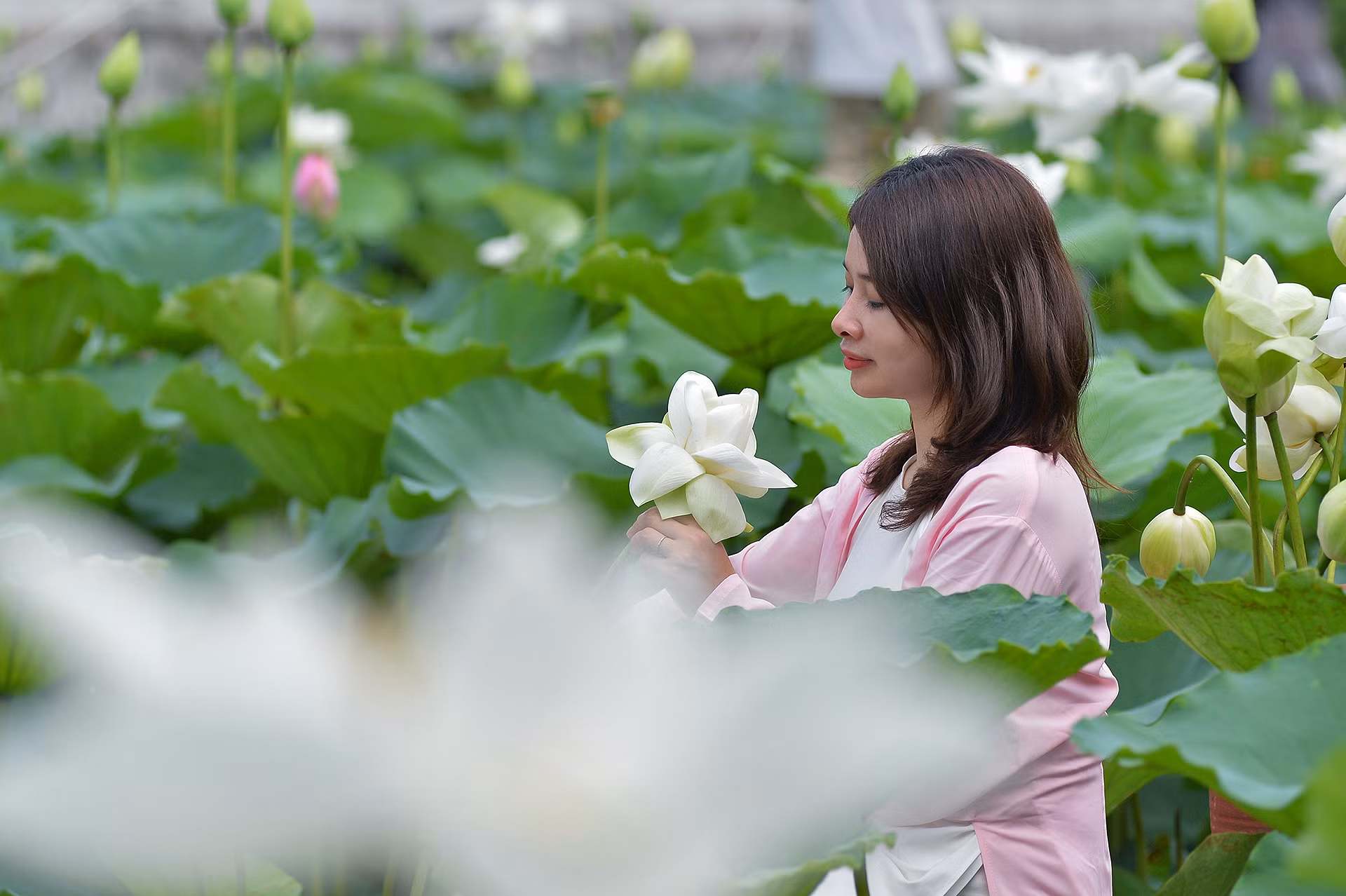Giữa đầm sen đang nở rộ, câu nói đùa của nhiều bạn trẻ "đứng vào chỗ nào cũng có ảnh đẹp" thật sự là có cơ sở.