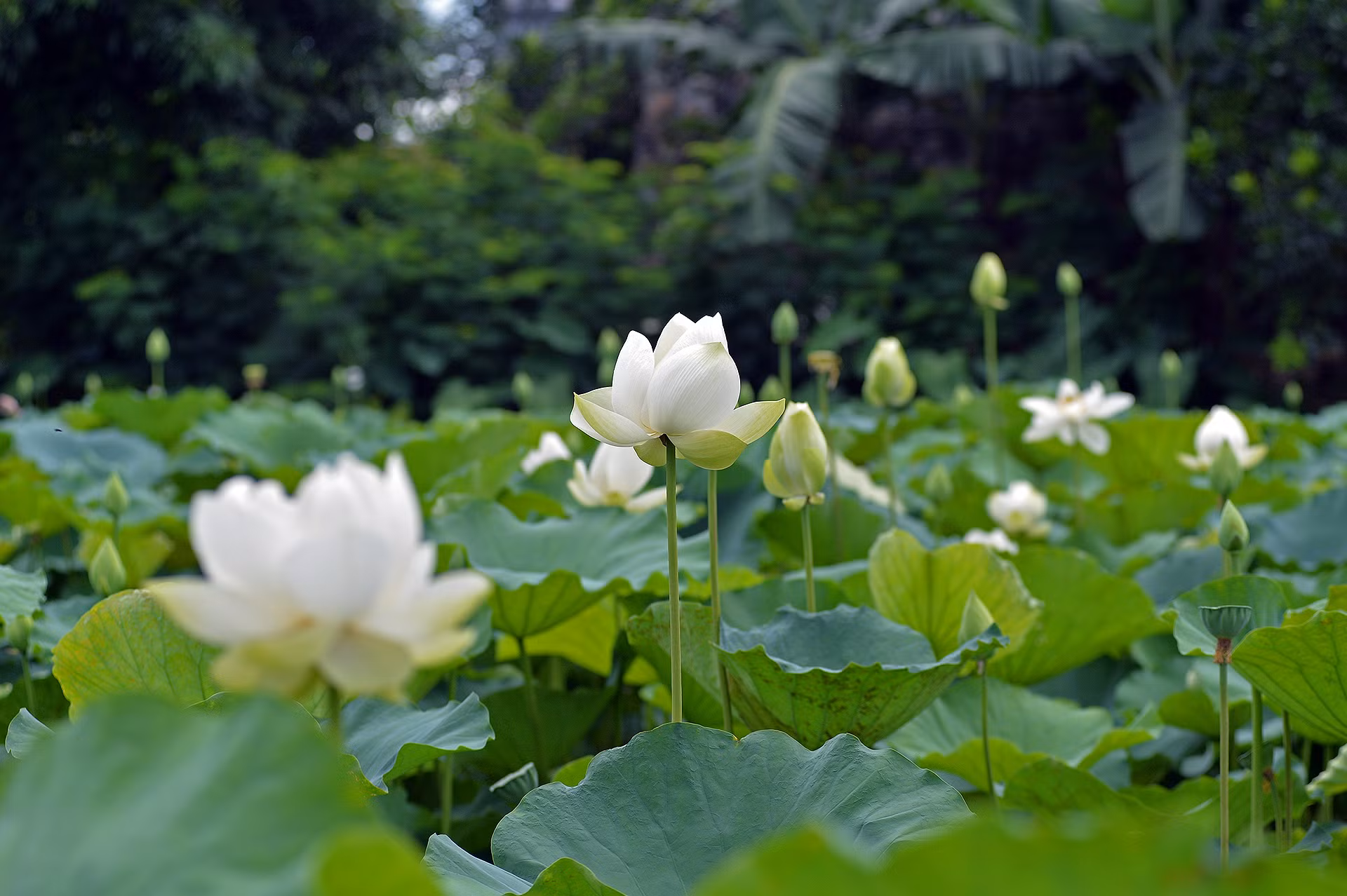 Những đóa sen trắng đã bắt đầu nở rộ, khiến nhiều người dân dù chỉ đi ngang qua đầm cũng không thể không ngoái nhìn, thậm chí dừng phương tiện để cố gắng lưu lại một vài bức ảnh.