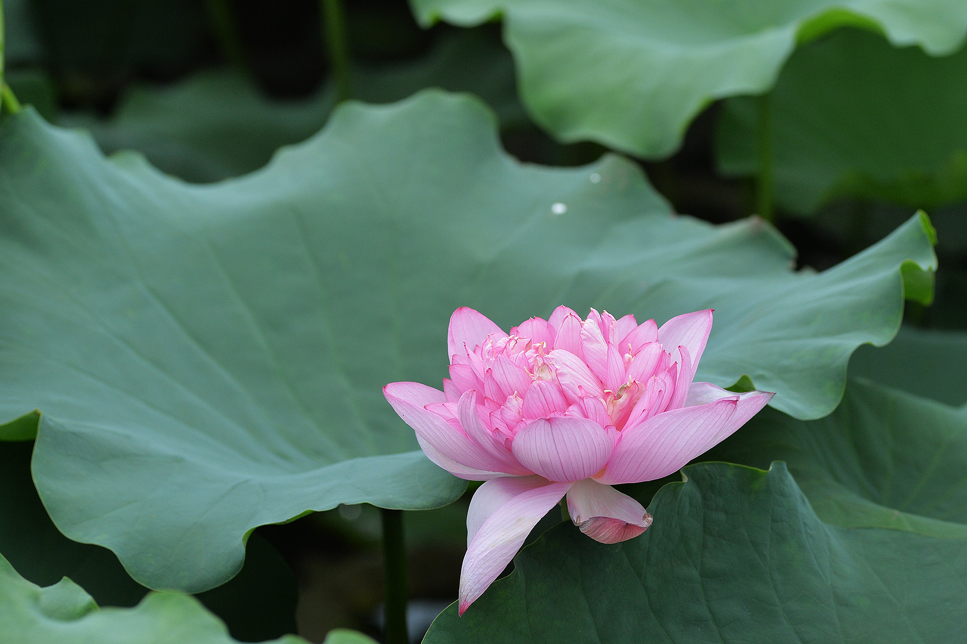 Hoa sen tượng trưng cho nét đẹp tinh khôi.