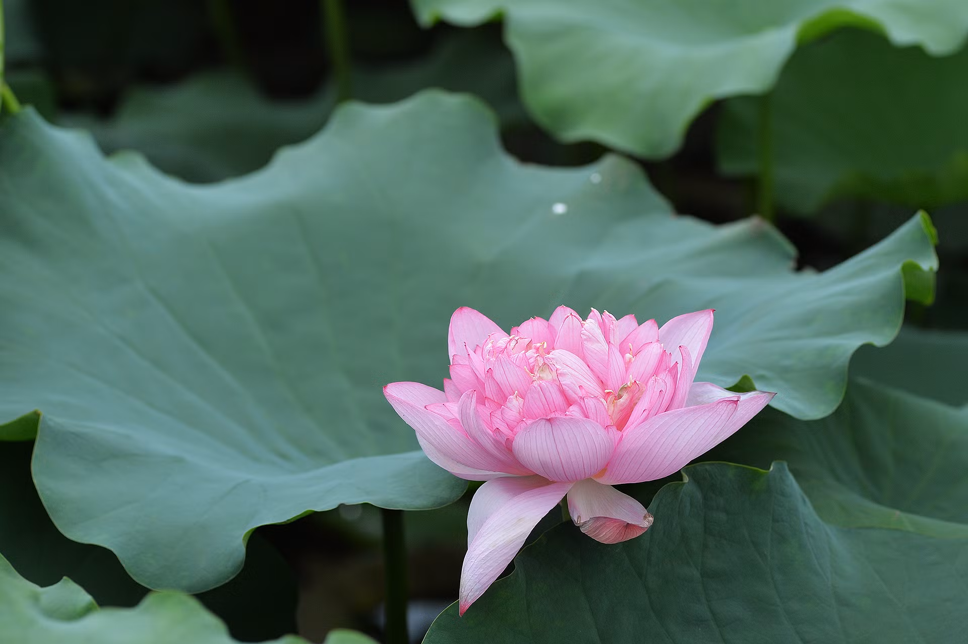 Hoa sen tượng trưng cho nét đẹp tinh khôi.