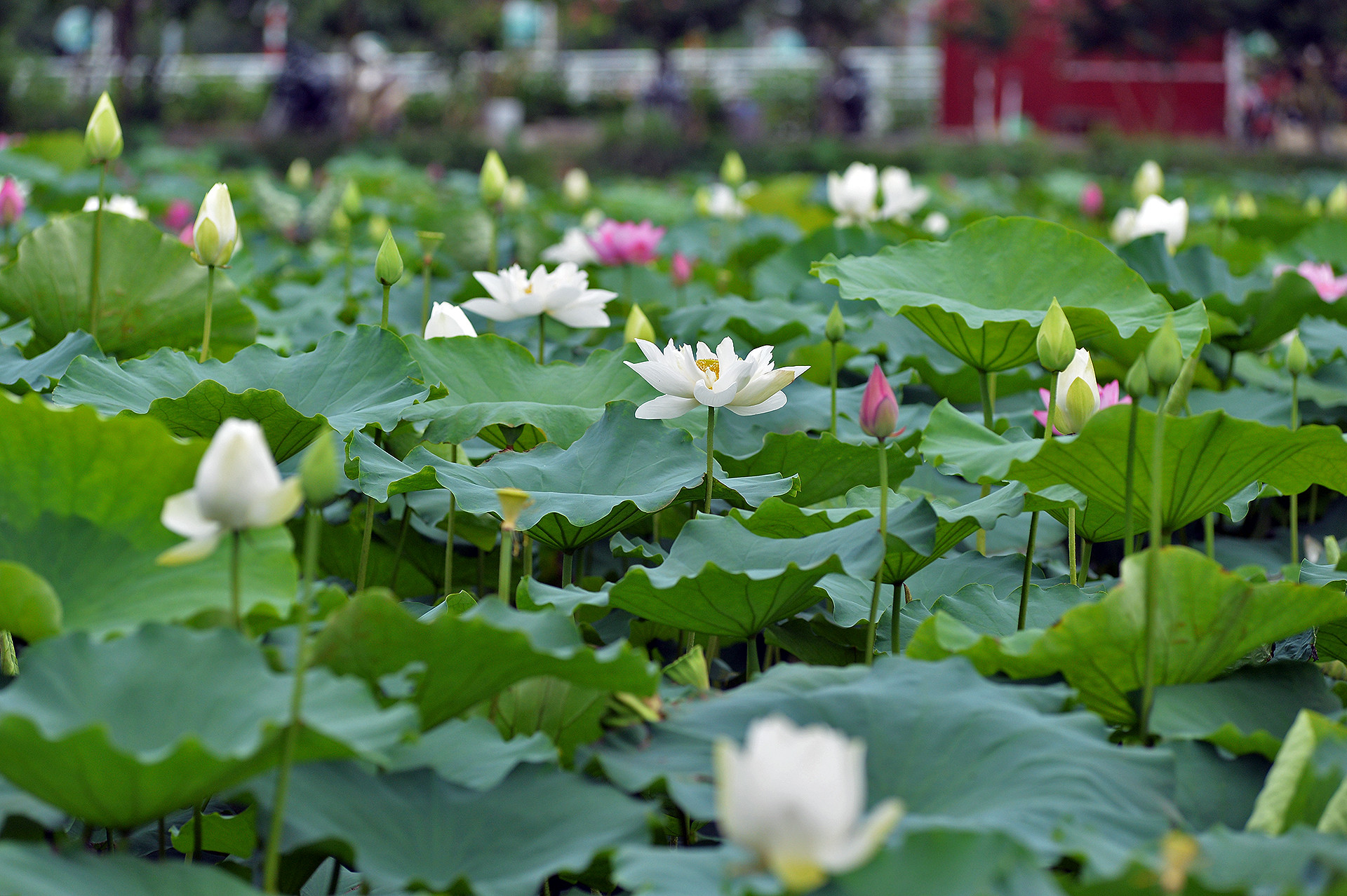 Những đóa sen nở sớm tại một đầm sen ở quận Tây Hồ (thành phố Hà Nội).