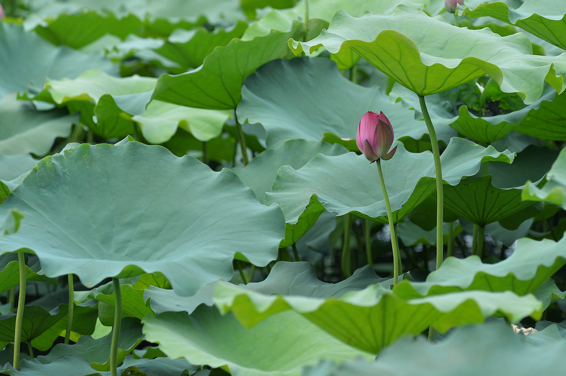 Nụ sen hồng e lệ nấp dưới tán lá như một thiếu nữ mới lớn.