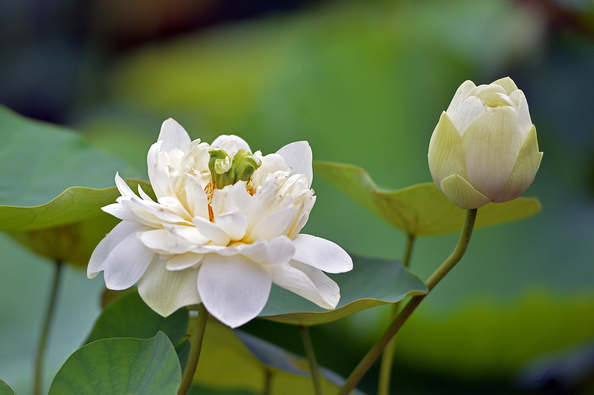 Một đóa sen trắng bung nở, đón nắng vàng tươi.