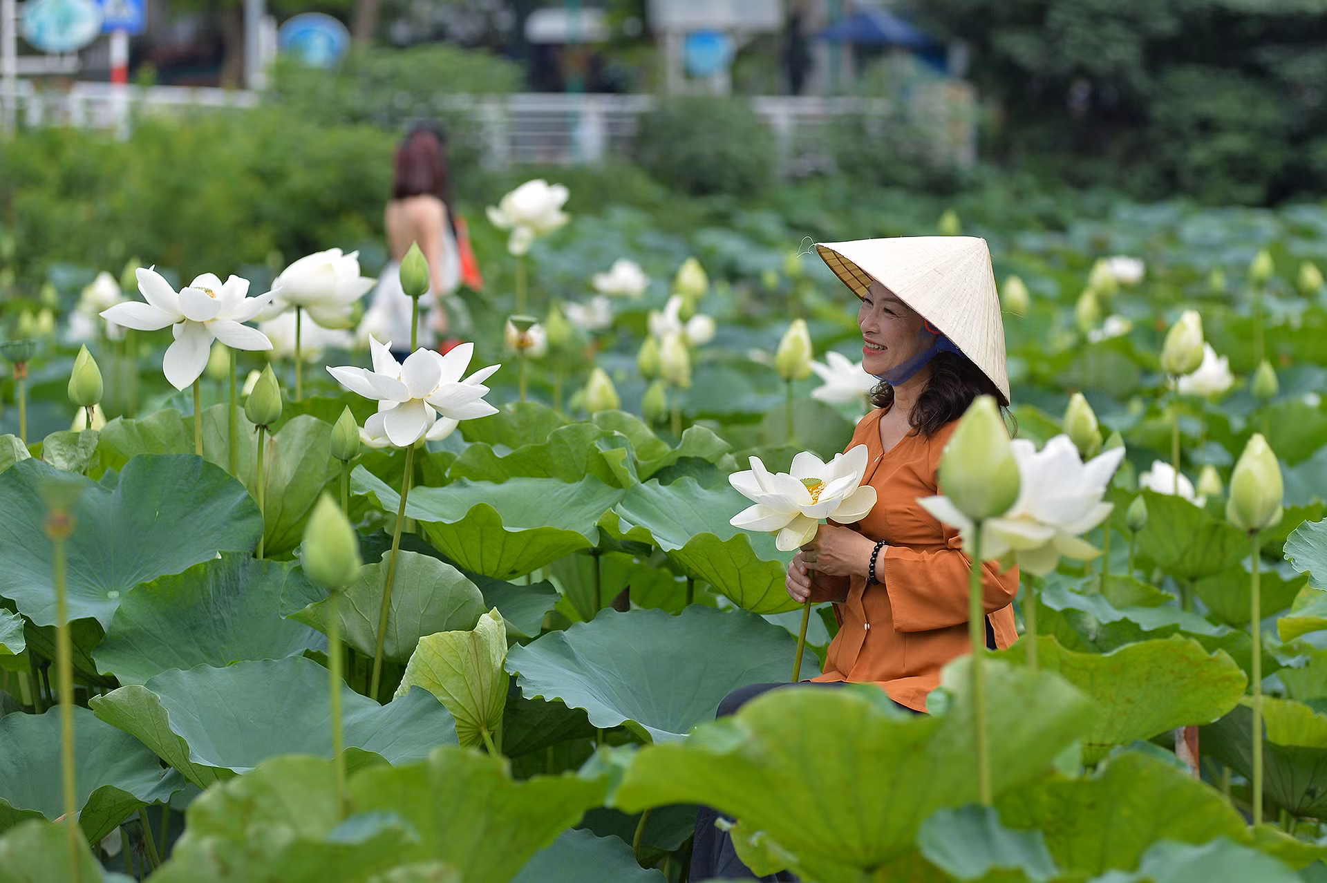 Không ít người đã tìm đến đầm sen để có cho mình một tấm ảnh bên những đóa sen nở sớm vào cuối tháng 5.
