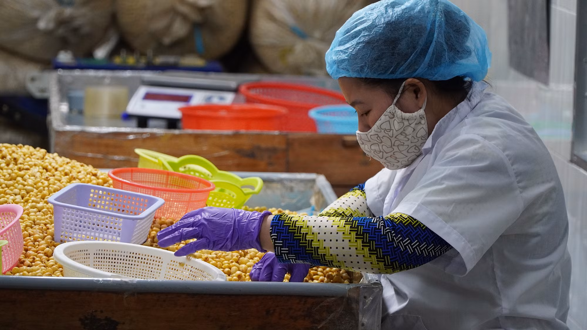 Công nhân Công ty TNHH Một thành viên Nam Huy Đồng Tháp lựa hạt sen sấy để đóng gói. (Ảnh: Hữu Nghĩa)