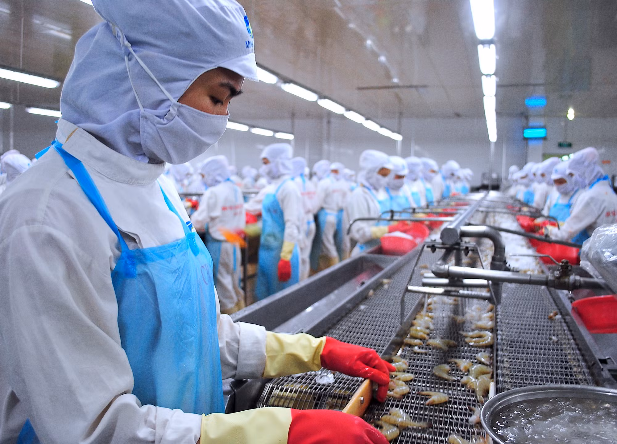 Chế biến tôm xuất khẩu tại nhà máy của Tập đoàn Minh Phú (Cà Mau). (Ảnh: Hữu Tùng)